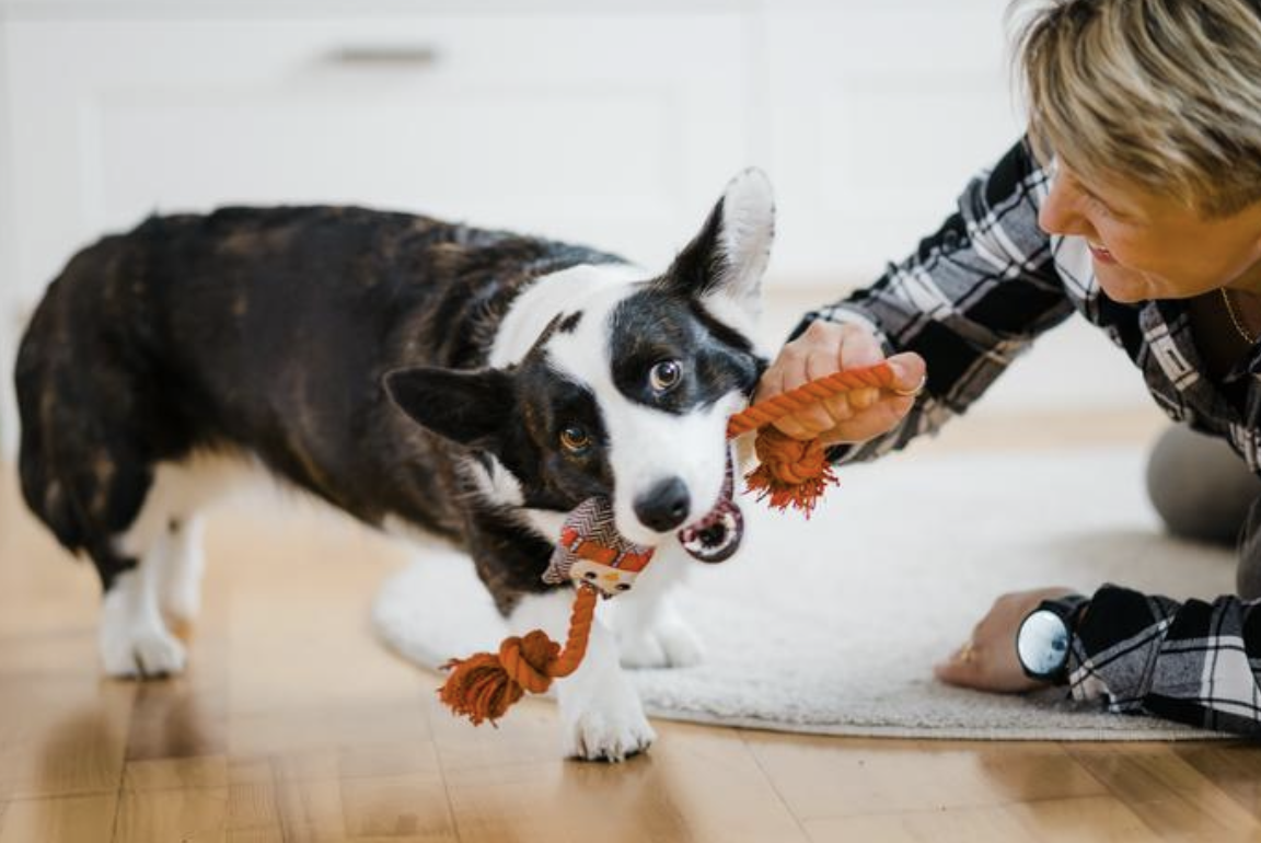 Playing with your dog creates a stronger bond
