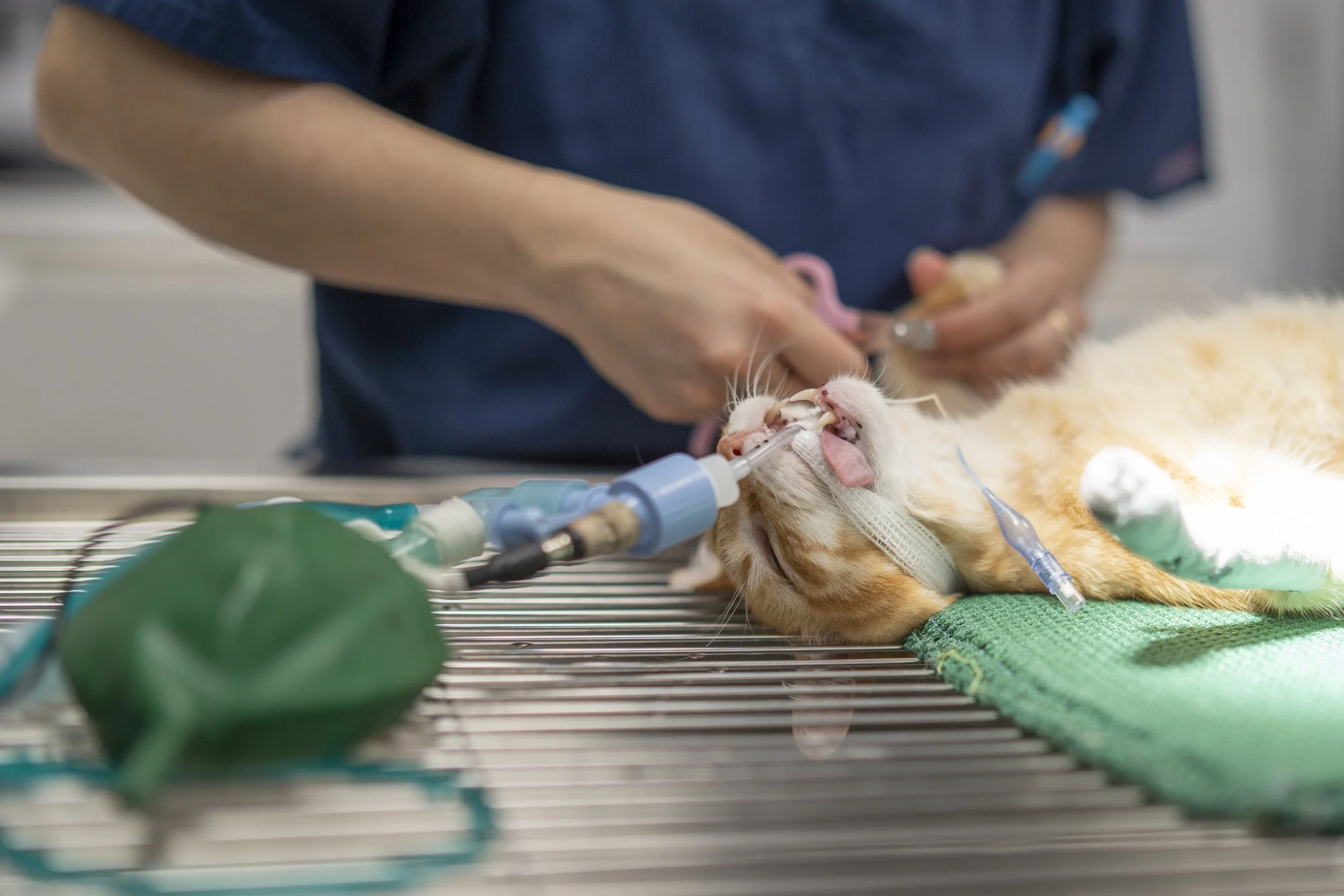 Widely Used Veterinary Sedative Formulation Remains Stable for Three Months, Researchers Find