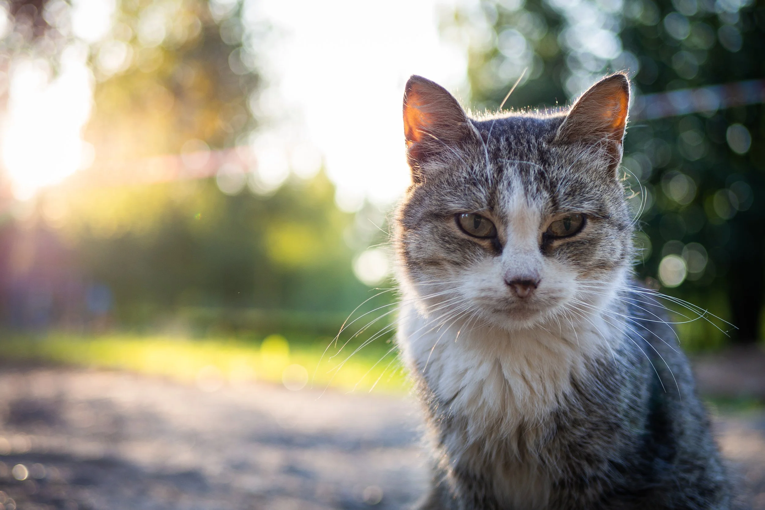 Outdoor Pet Cats Face Disease Risks Similar to Feral Cats, Global Study Finds