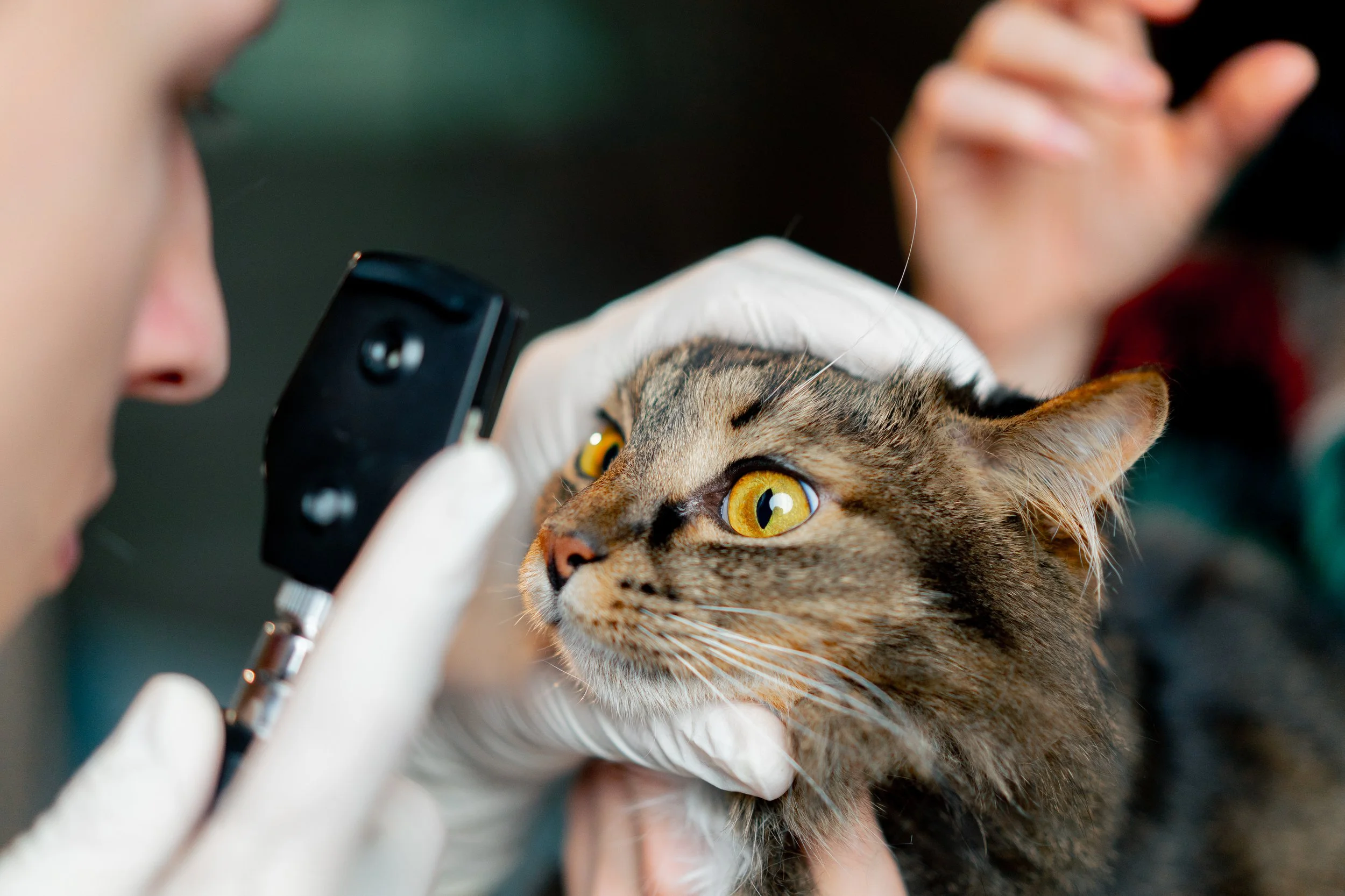 FDA Announces Grant Funding  for Animal and Veterinary Innovation  