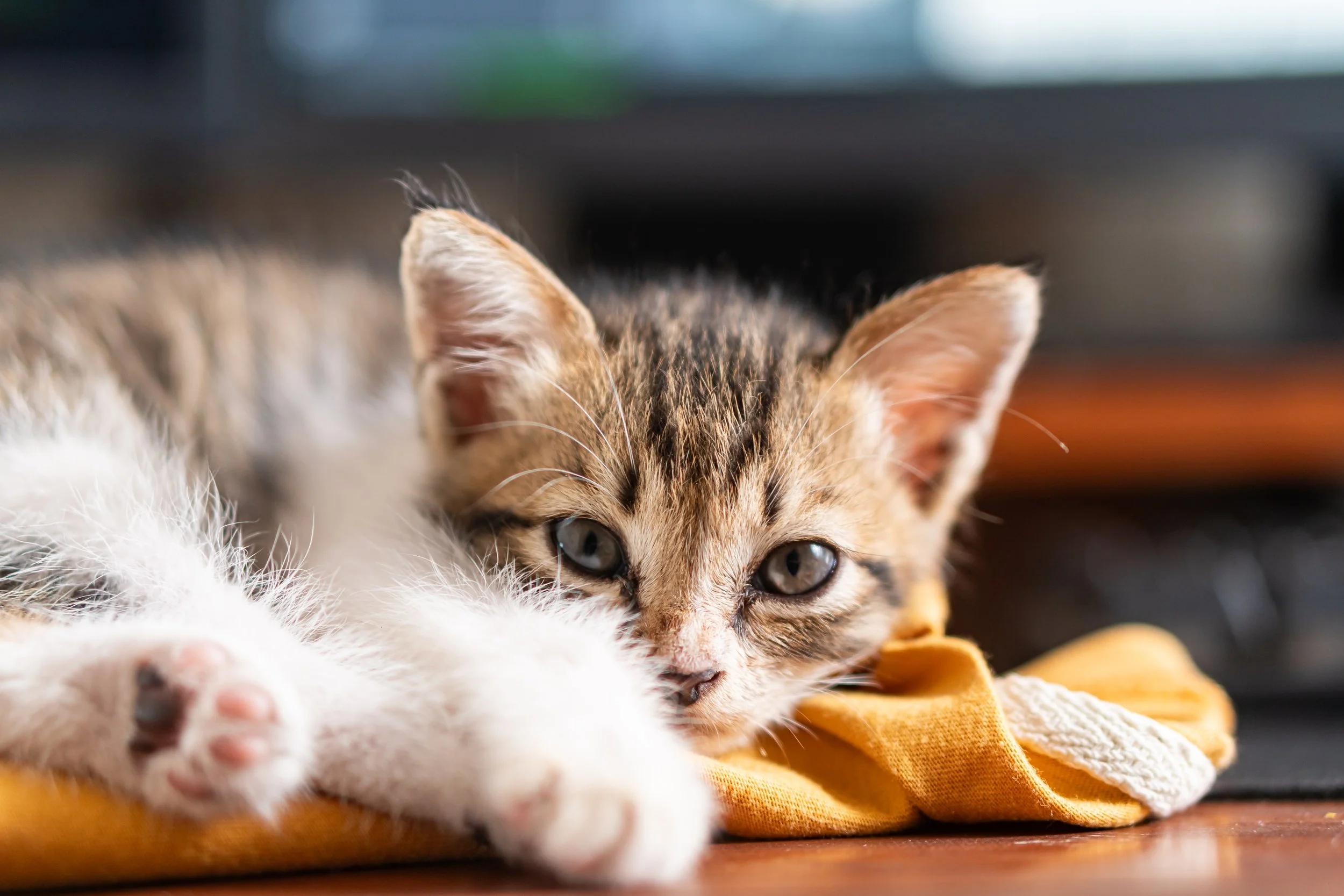 The Science Has Changed. Has Your Kitten Protocol?