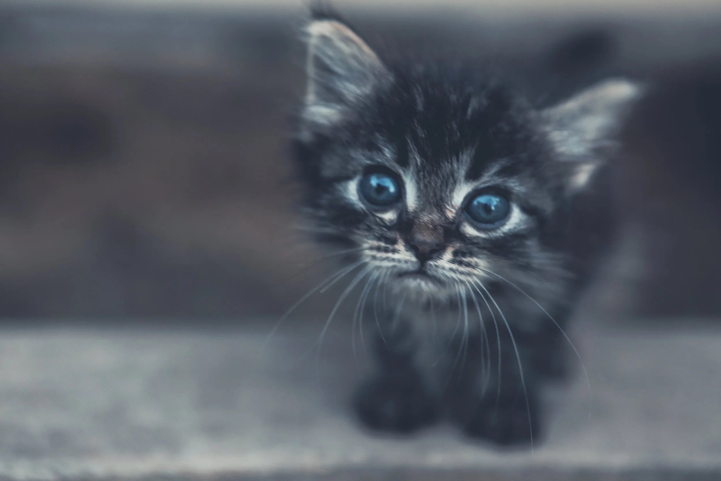 What Every Vet Needs to Know: Hill's Just Dropped the World of the Kitten Report