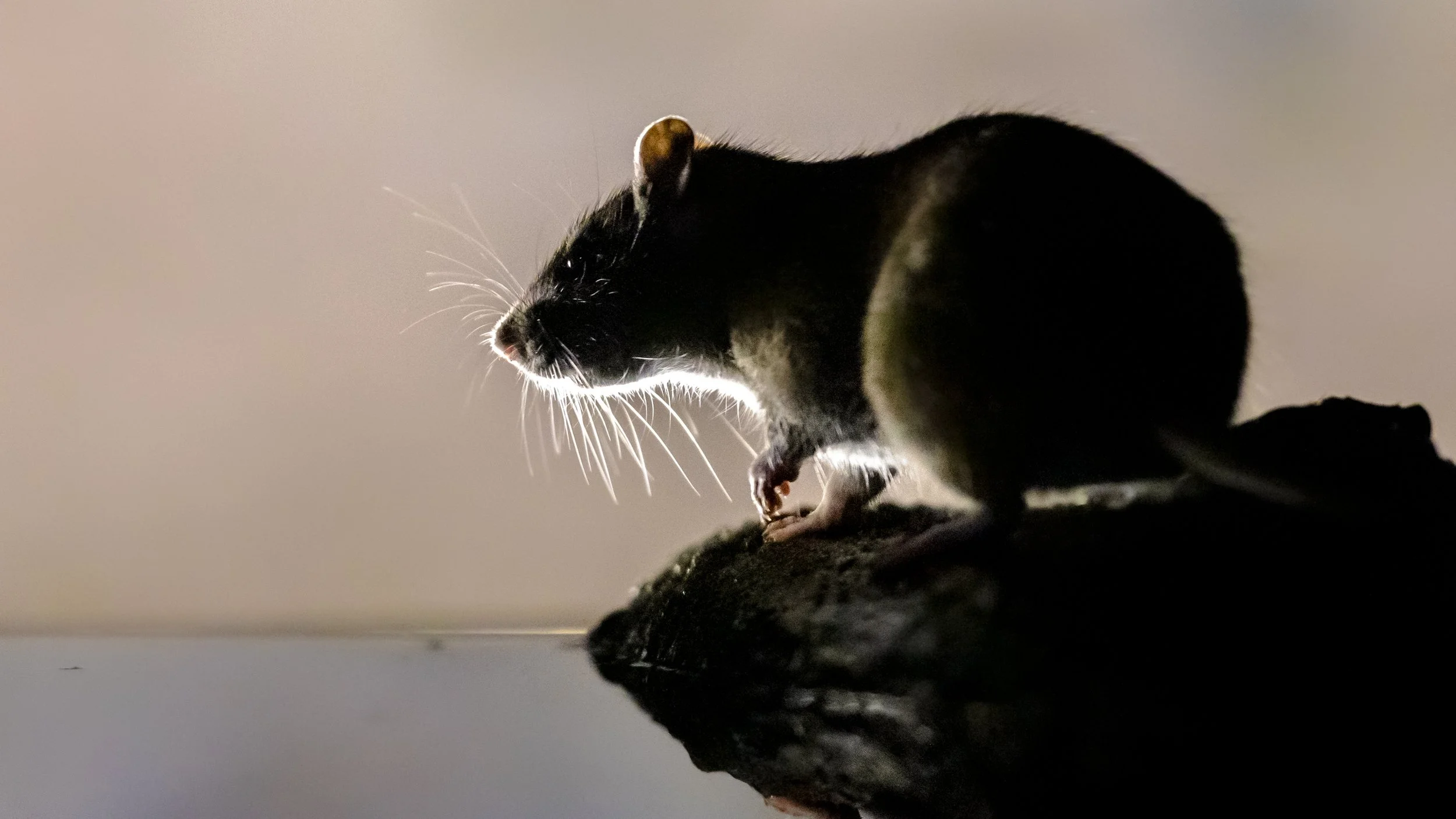 2026 Multi-country Hantavirus Cluster, What the CDC Wants Vets to Know