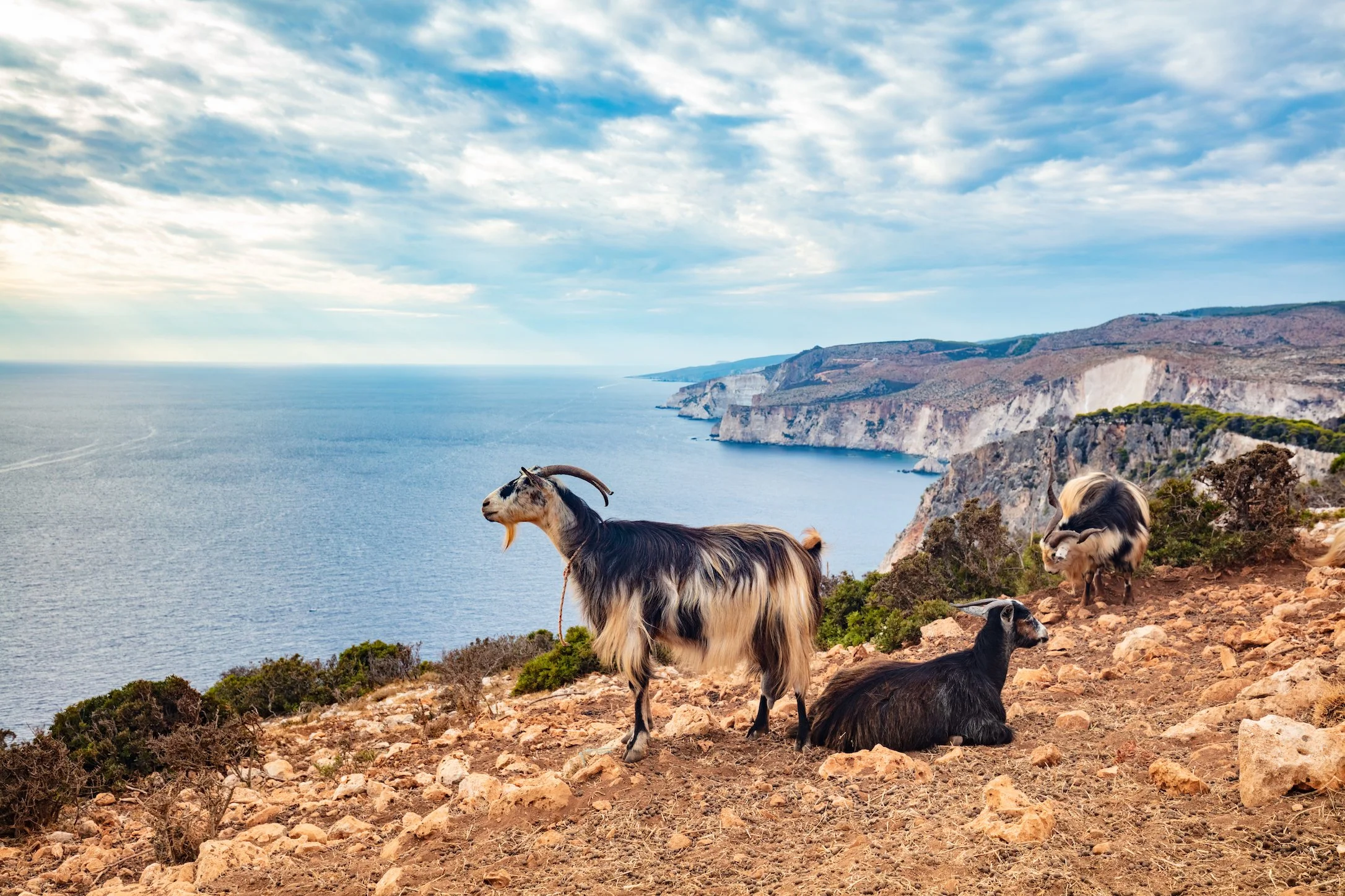 A Foot-and-Mouth Outbreak in Greece Is Getting Worse. Here's What Veterinary Professionals Need to Know.