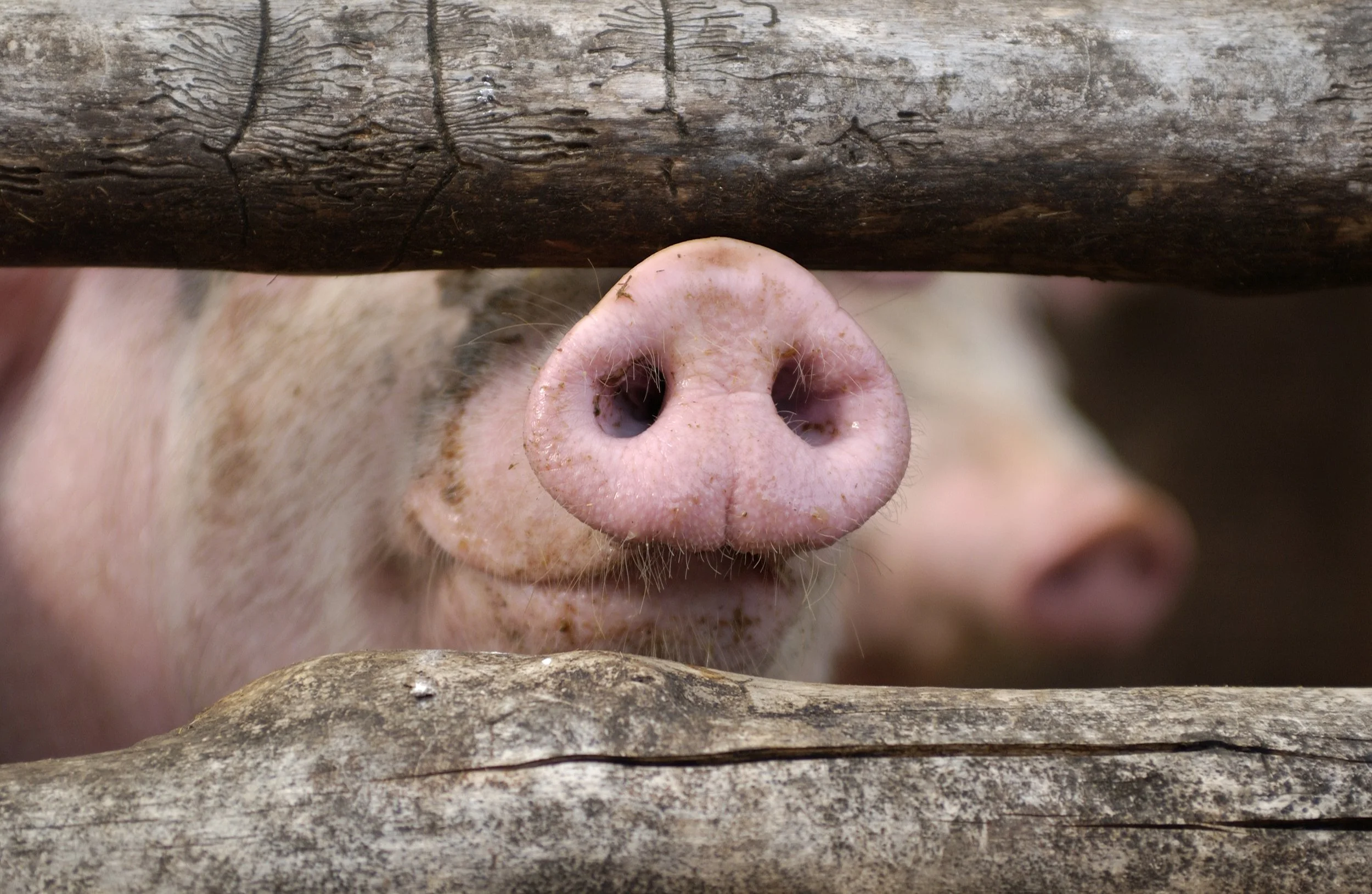 Texas Tech Just Got $650K to Study Why Some Pigs Get Sick and Others Don't.  