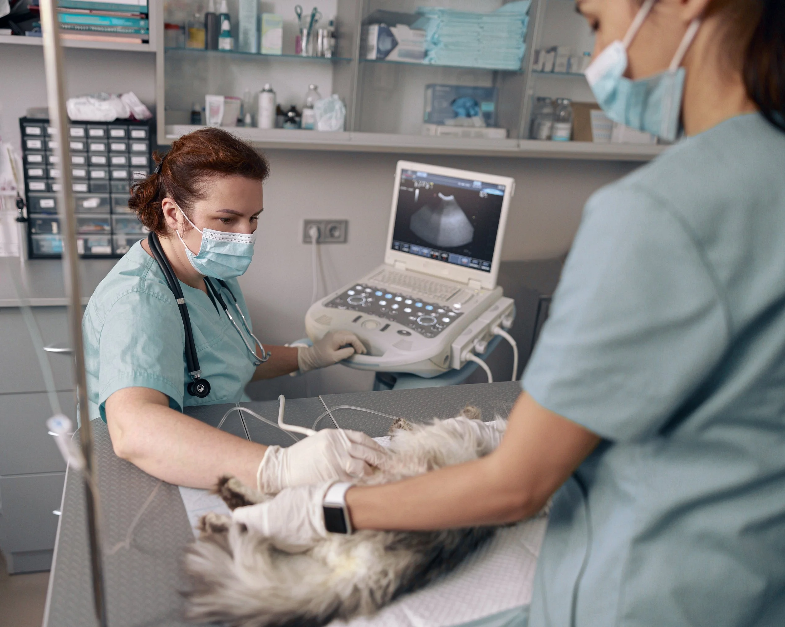 Purdue Just Launched Two Clinical Trials Using Focused Ultrasound to Treat Cancer in Dogs. Here's What You Need to Know.