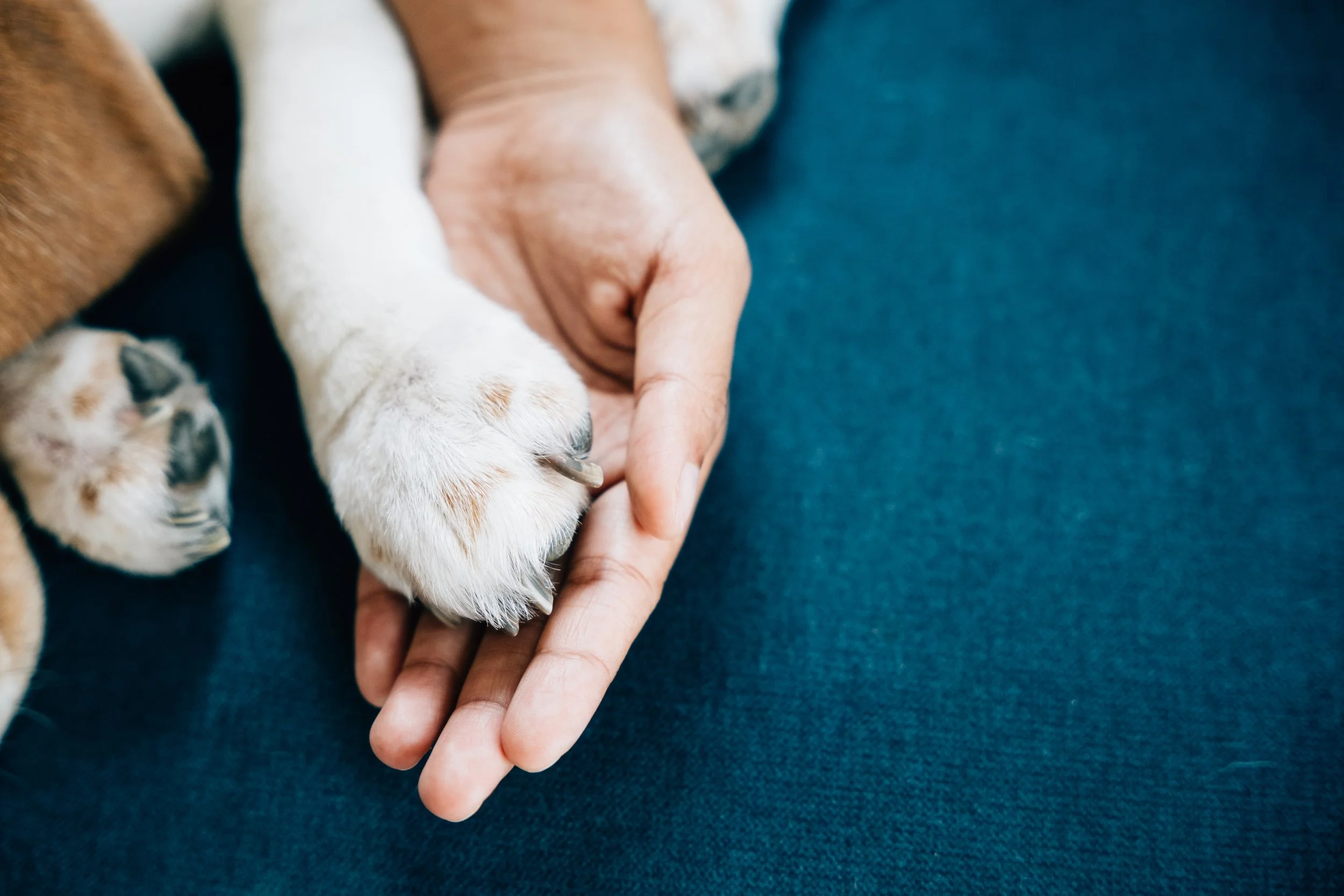 The Hardest Moments in Veterinary Medicine May Finally Have Their Own Specialty