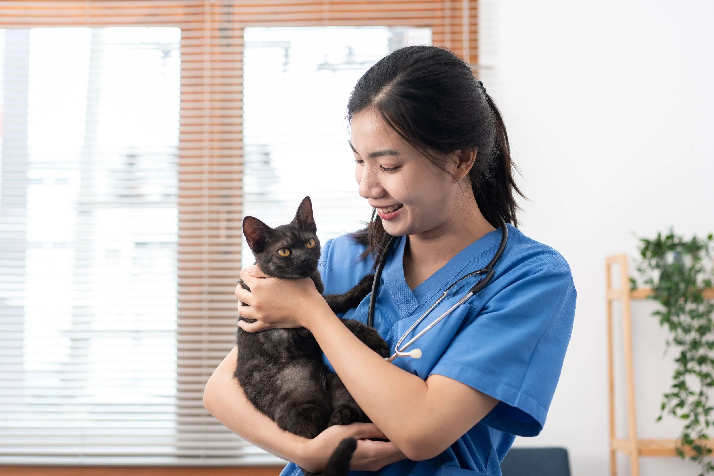 The FelineVMA Is Offering Two $10,000 Scholarships to Vet Students Who Care About Cats. Here's How to Apply.