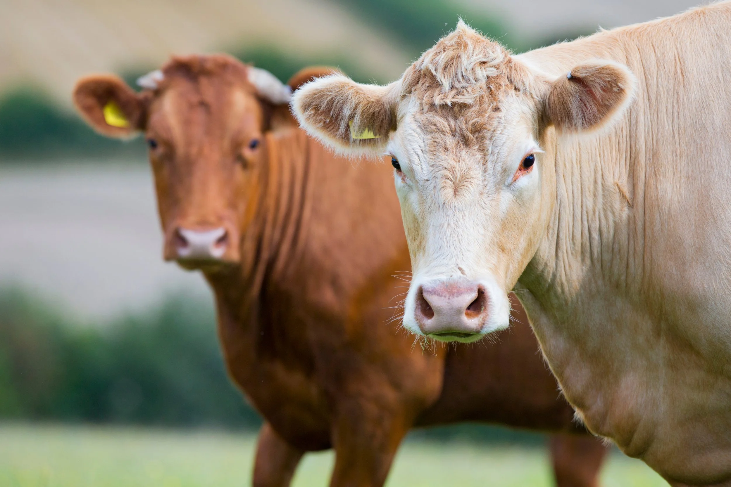 Michigan Cattle Producers Are Telling Us Exactly What the Large Animal Veterinary Shortage Looks Like. It Is Not Pretty.