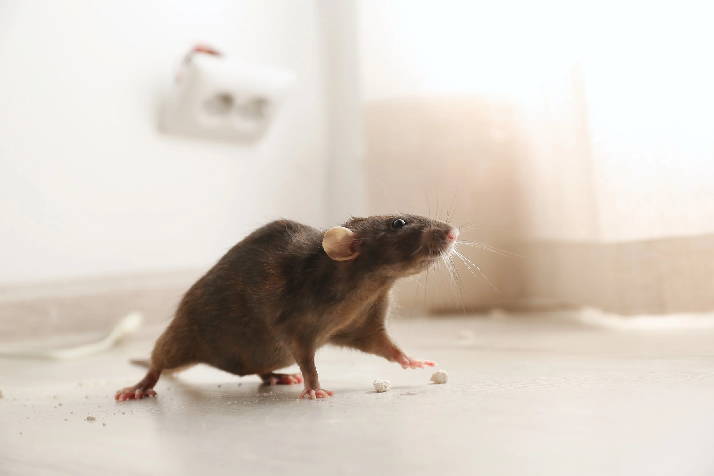 A Stanford Infectious Disease Doctor Breaks Down the Hantavirus Cruise Ship Outbreak. Here Is What Veterinary Professionals Need to Take From It.