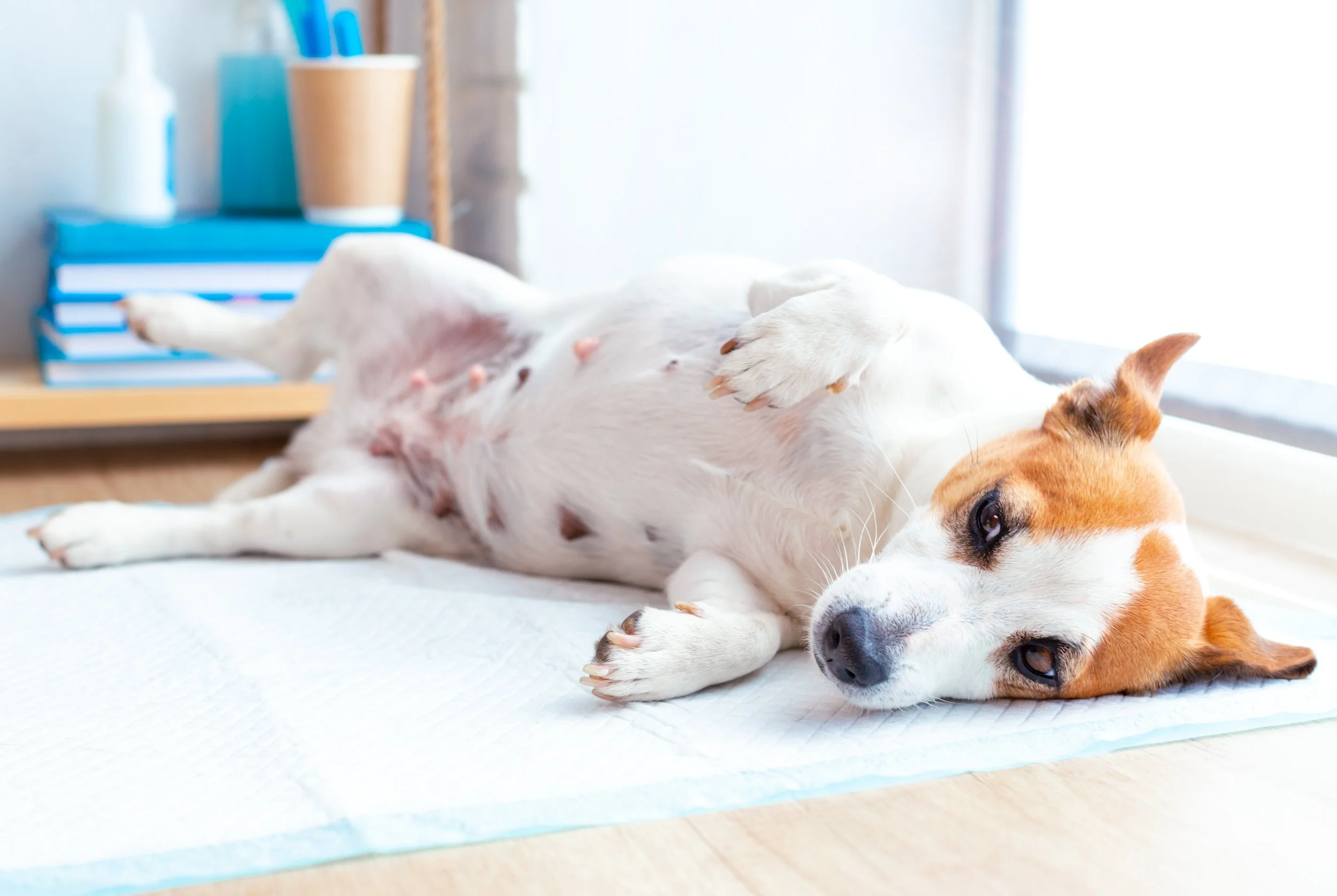 An AI Model Just Diagnosed Dog Bone Fractures With 99.76% Accuracy. Here's What That Means for Veterinary Practice.