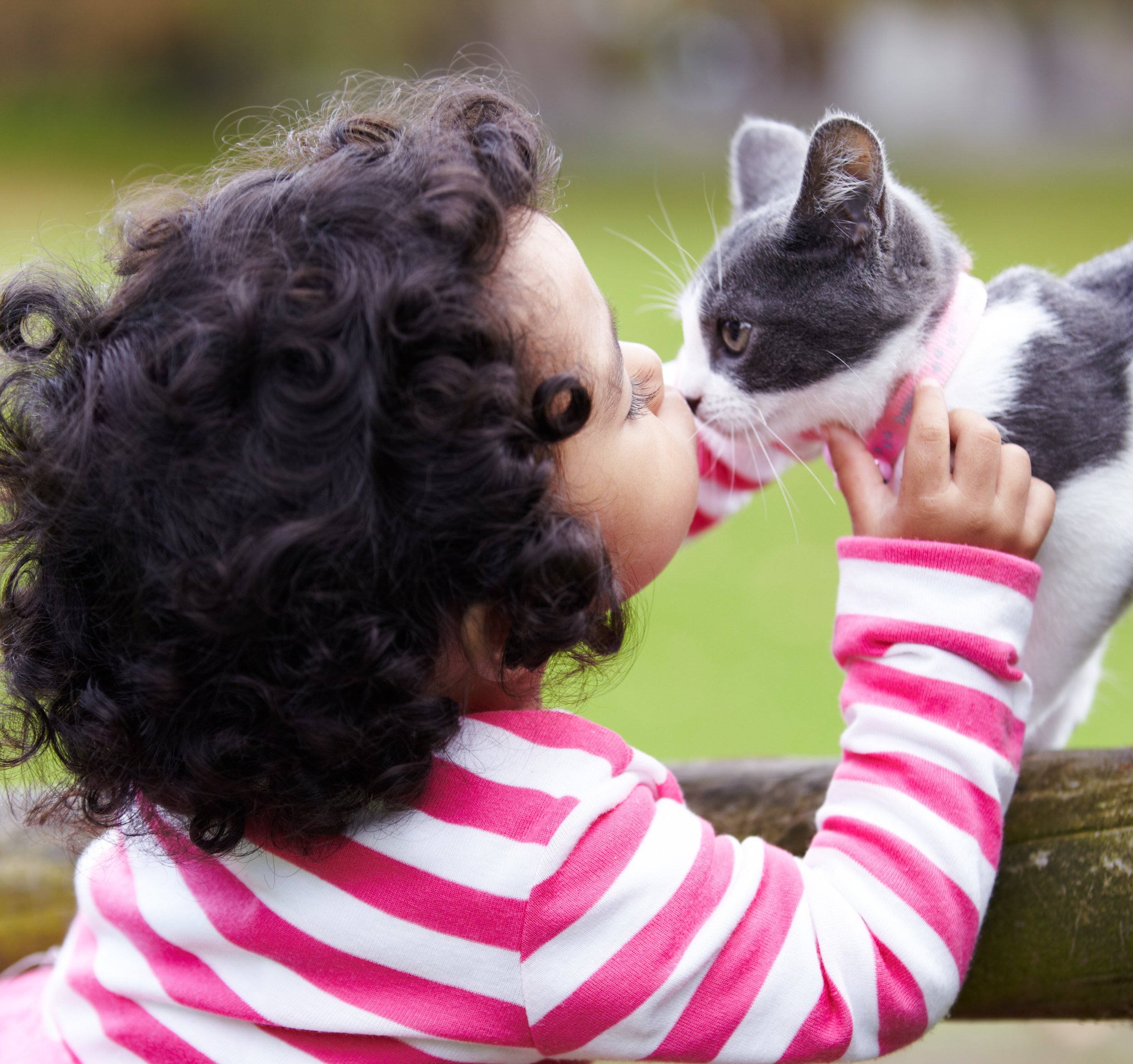 The CDC Just Documented Cat-to-Human H5N1 Transmission. Every Veterinary Professional Needs to Read This.