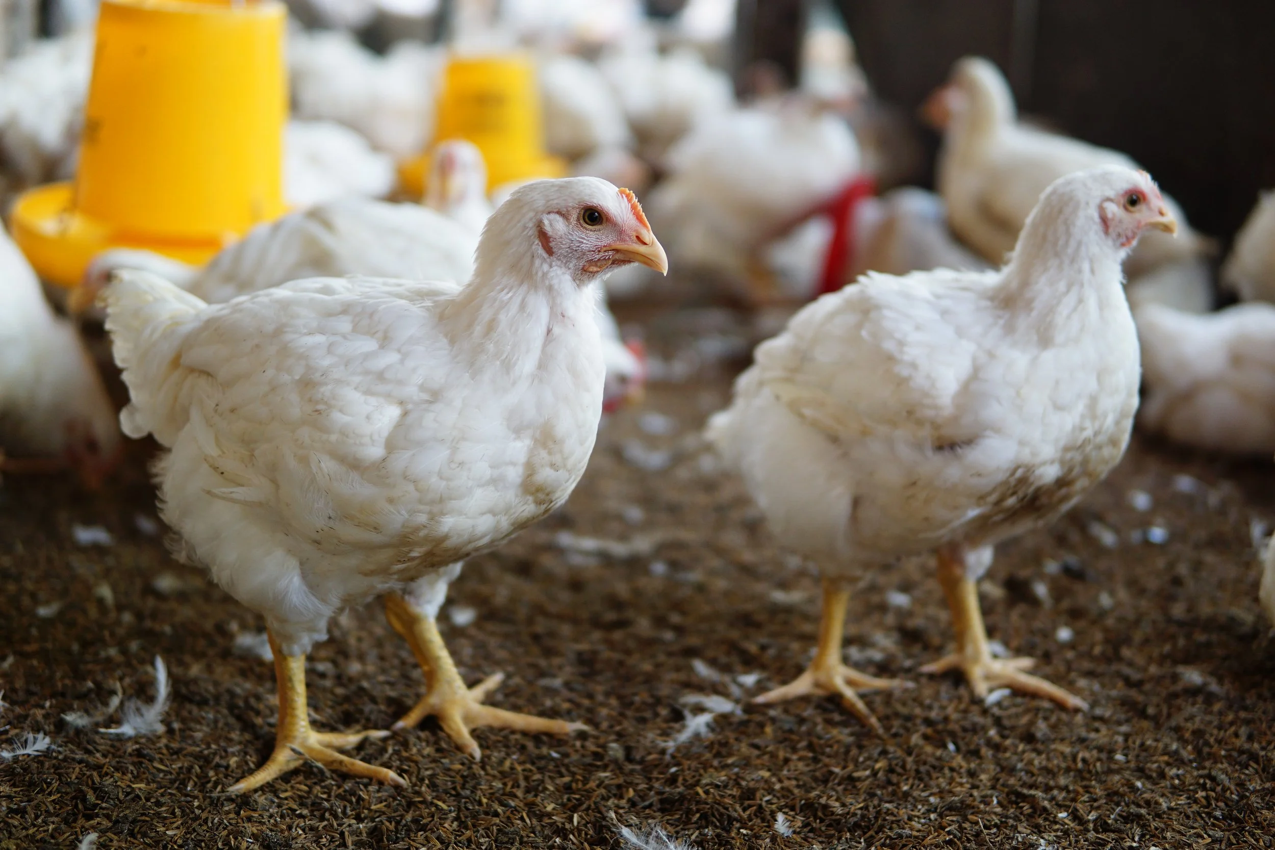 The CDC Surveyed Backyard Flock Owners About H5N1. The Knowledge Gaps Are a Problem 