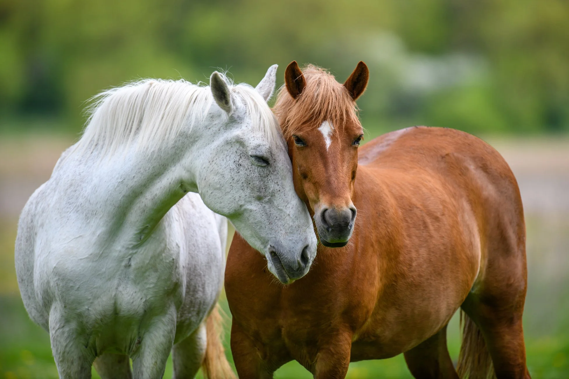 The USDA Is Launching the First National Equine Health Study in Over a Decade. Here's Why It Matters and How to Get Involved.