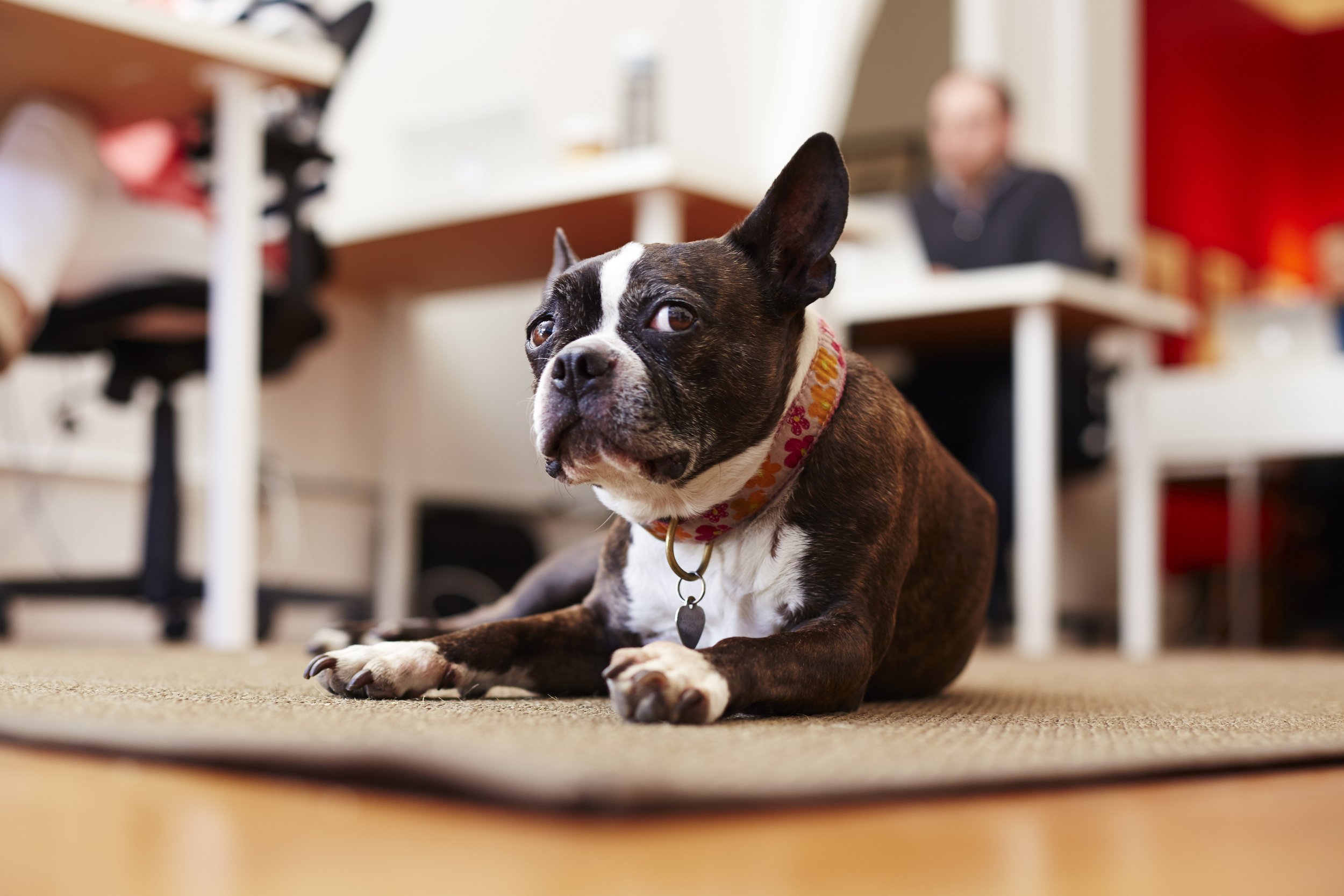 More Than 84% of Dogs Show Signs of Fear or Anxiety. New Research Says We're Not Talking About It Enough.
