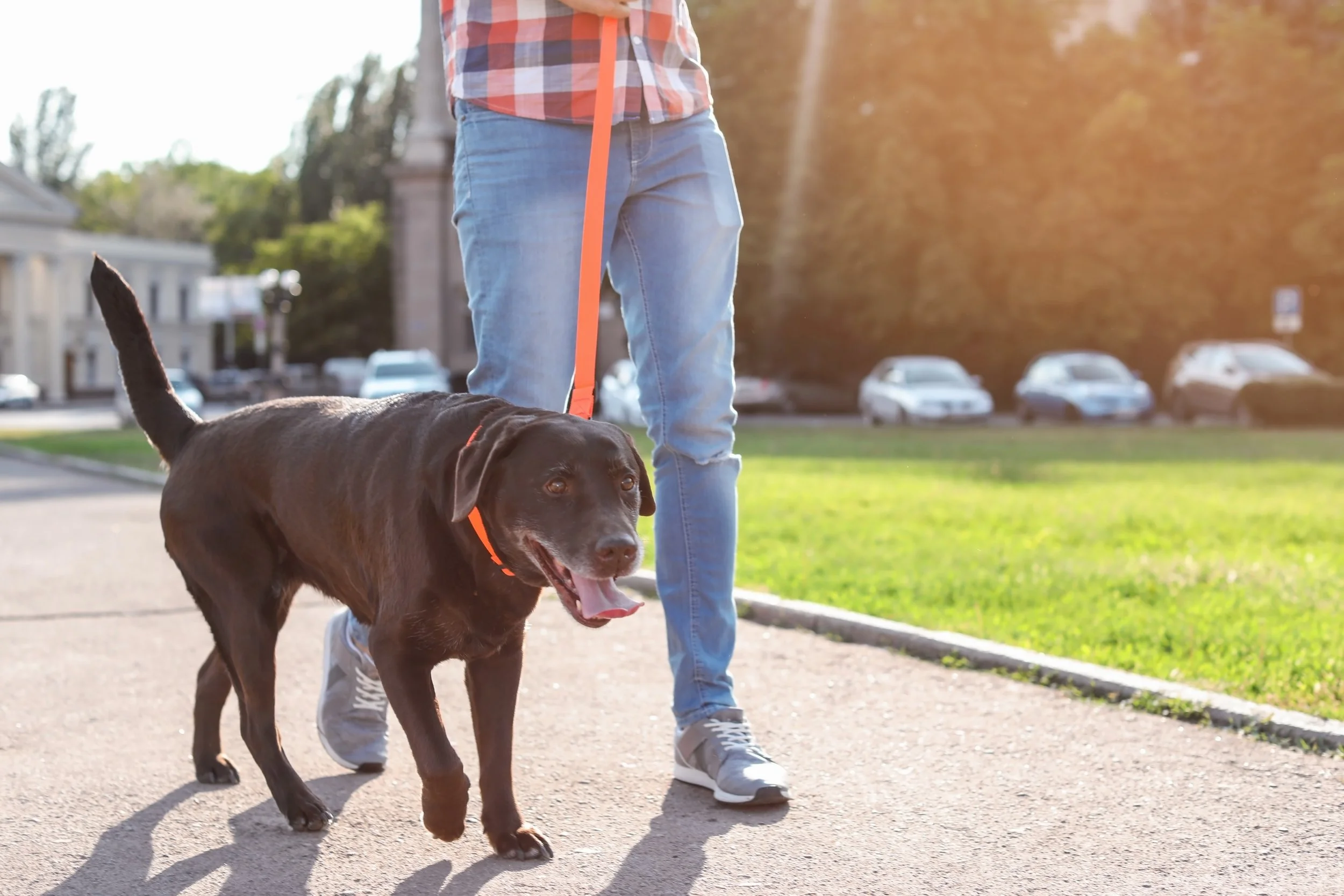 Liavium-CA1 Receives FDA Conditional Approval for Canine Neuropathic Pain