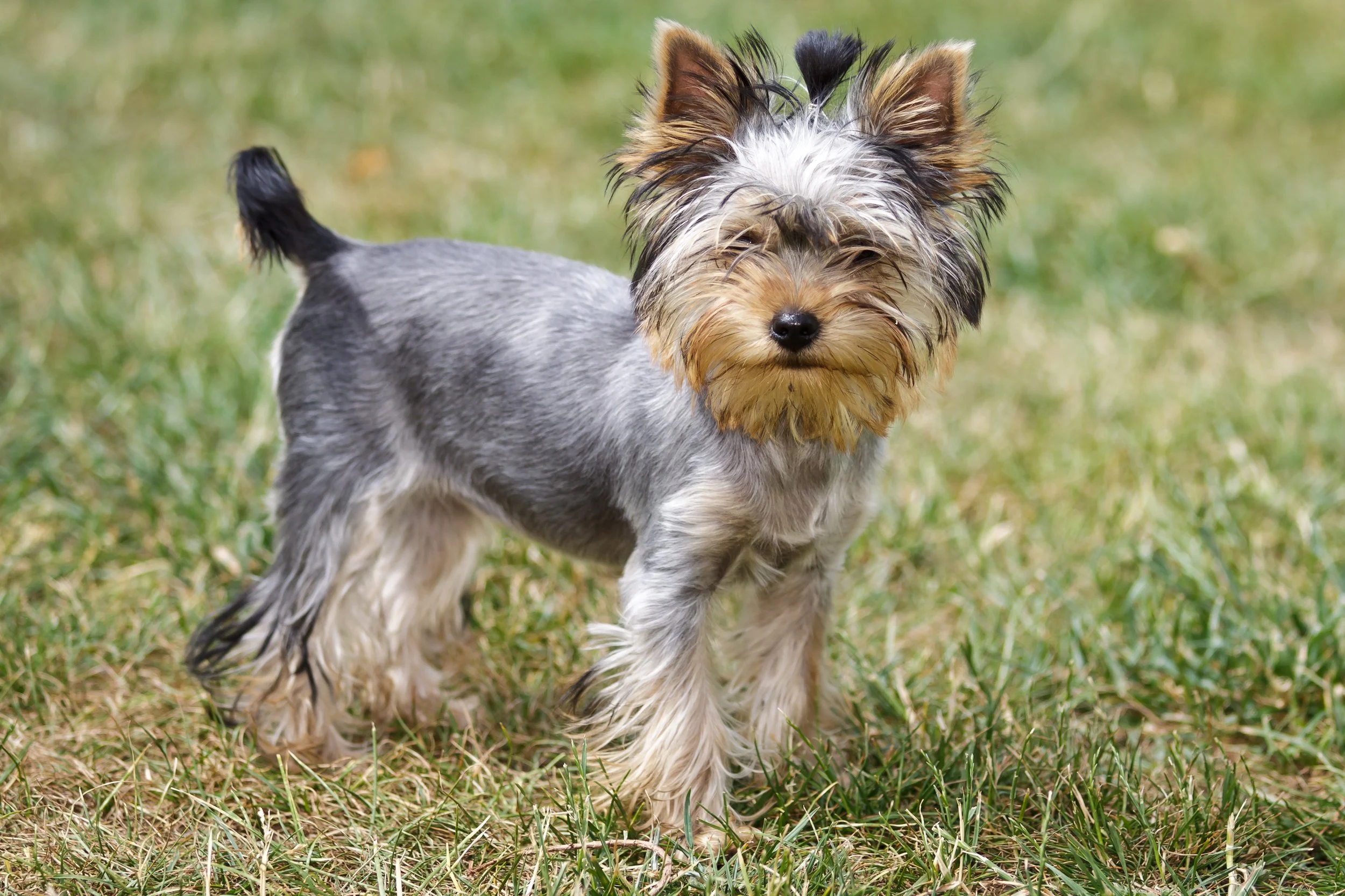 Elanco Launches Befrena, a New Anti-IL-31 Monoclonal Antibody for Canine Dermatology