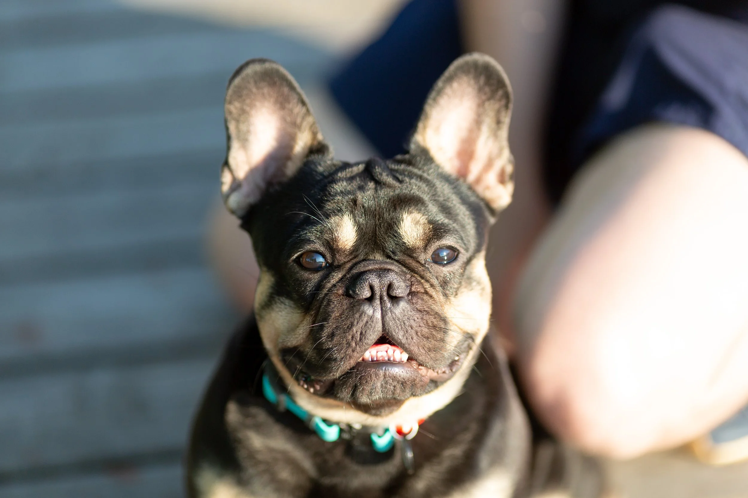 More selective breeding might help flat-faced dogs to breathe easier