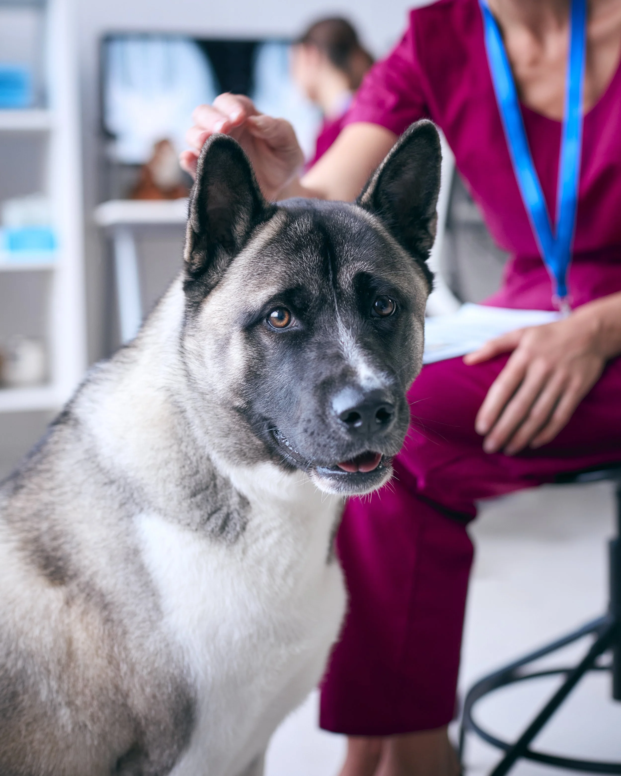 Austin Veterinary Emergency &amp; Specialty Expands Cancer Care With Advanced Radixact™ Radiation Therapy