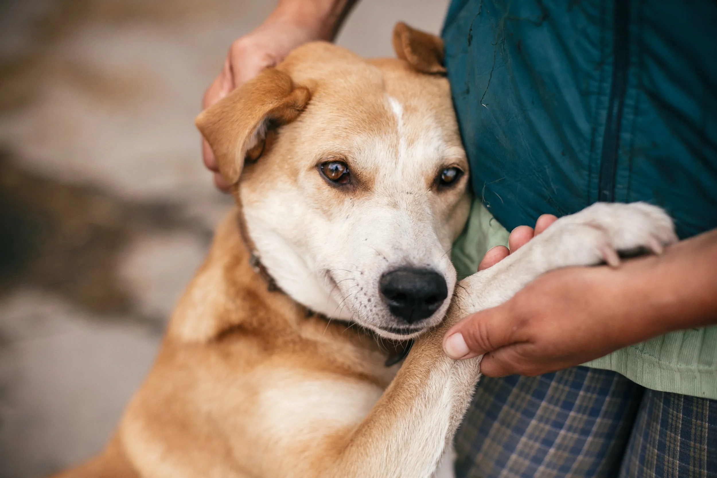San Antonio's Shelter Numbers Are Moving in the Right Direction. Here Is What the Data Shows.