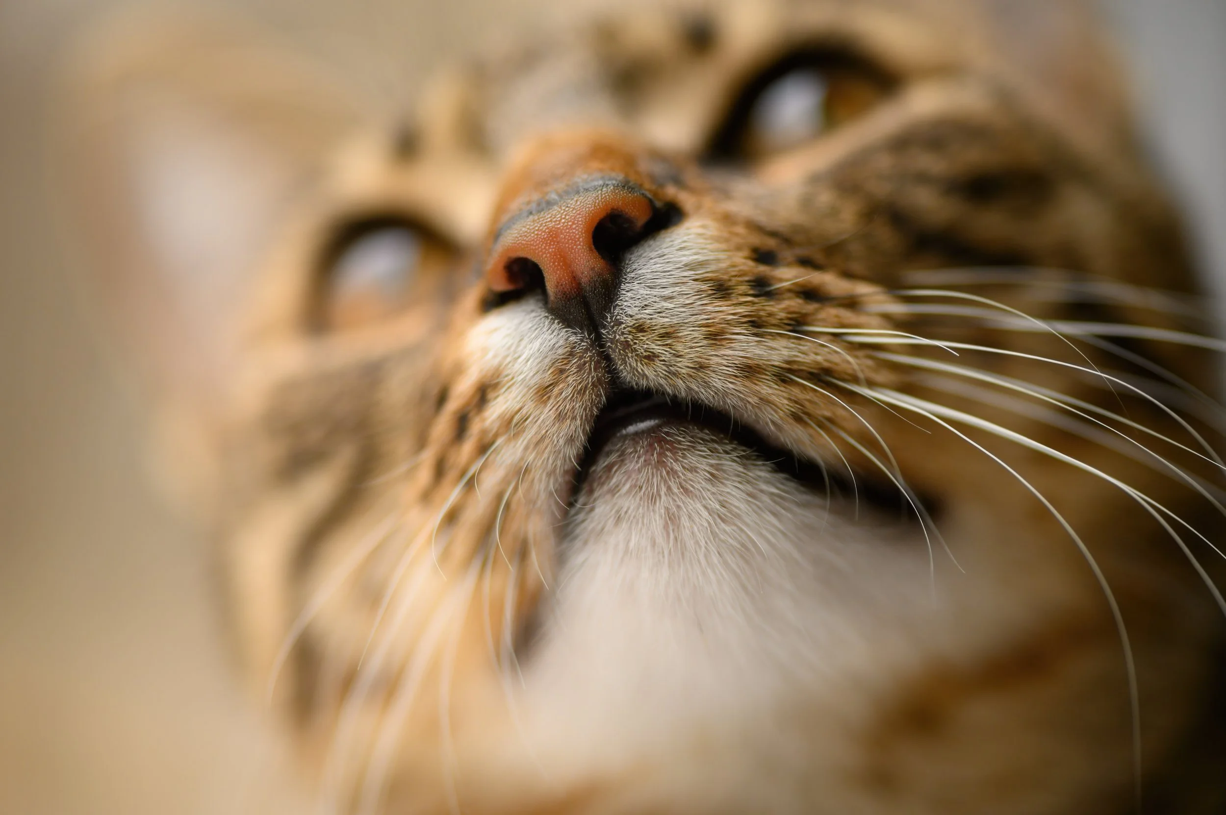 Feline Sporotrichosis Is Becoming Harder to Treat. The Data From Thailand Should Be on Every Clinician's Radar.