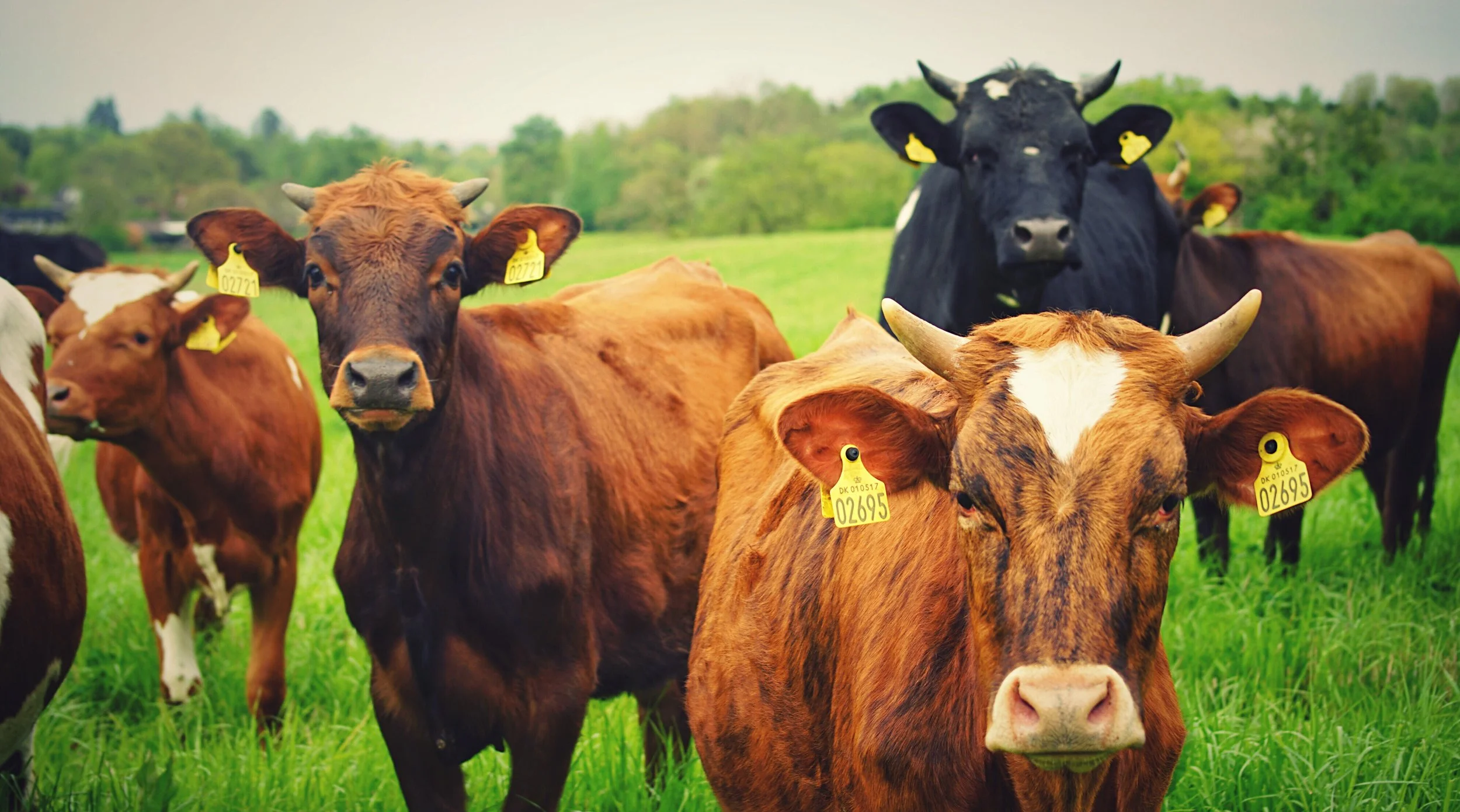 The H5N1 Dairy Mystery: New Research Raises More Questions Than It Answers