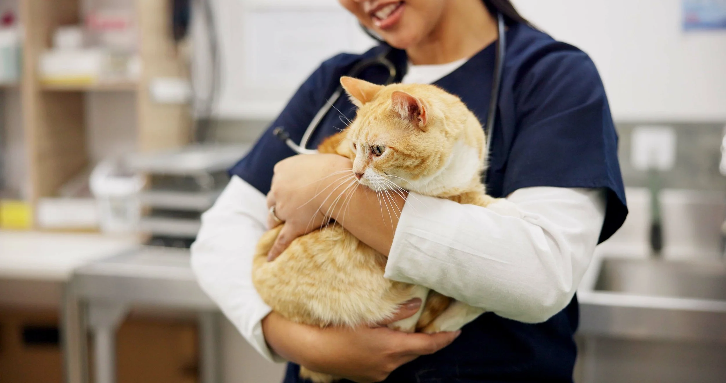 Cats Have a Unique Kidney Chemistry That Could Be Harming Their Health