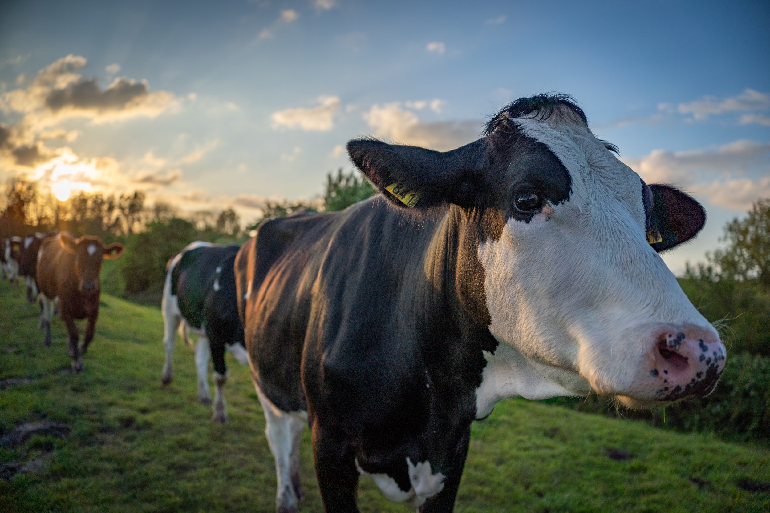 Treating Mastitis Is Getting More Expensive. Here's the Math Your Clients Need to Hear.