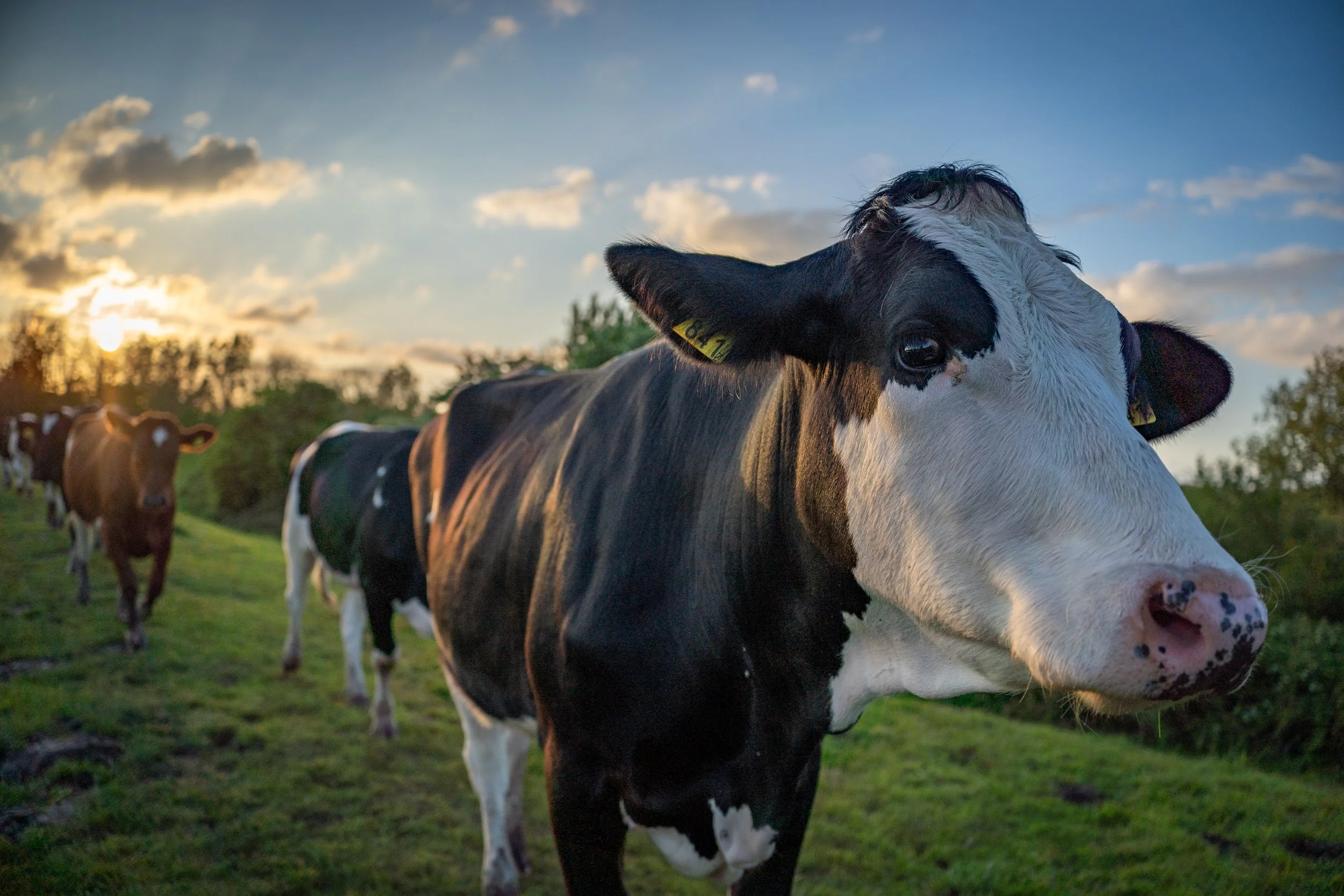 Virginia Tech Vet Students Just Got a Federal Research Grant. Here's Why That Matters.