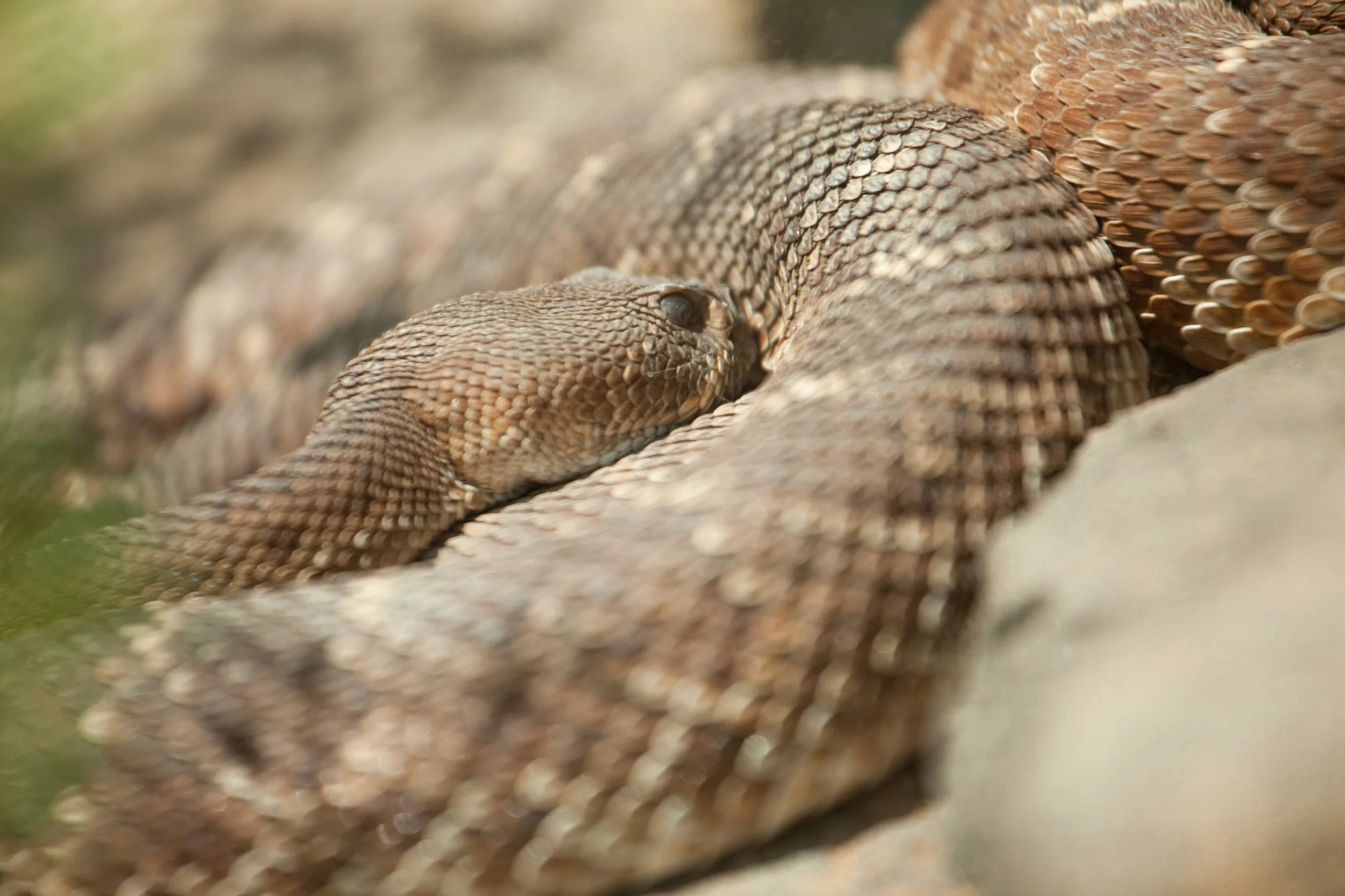 Rattlesnakes among most vulnerable to fungal disease and parasitic lung infection