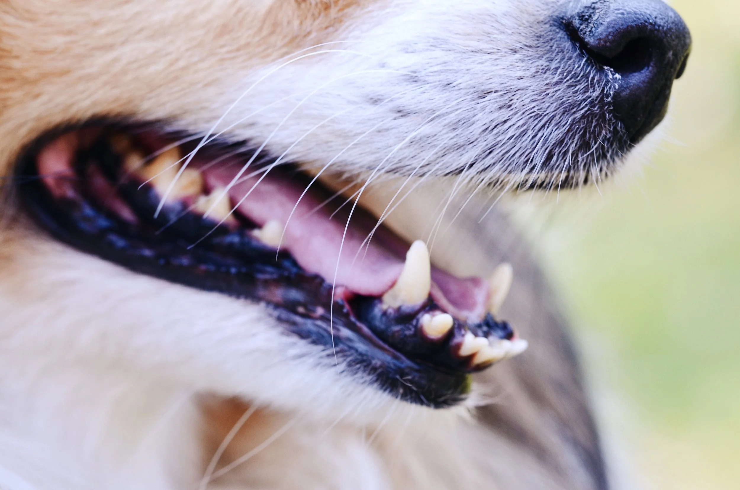 Neutralizing smelly dog breath with plant extracts