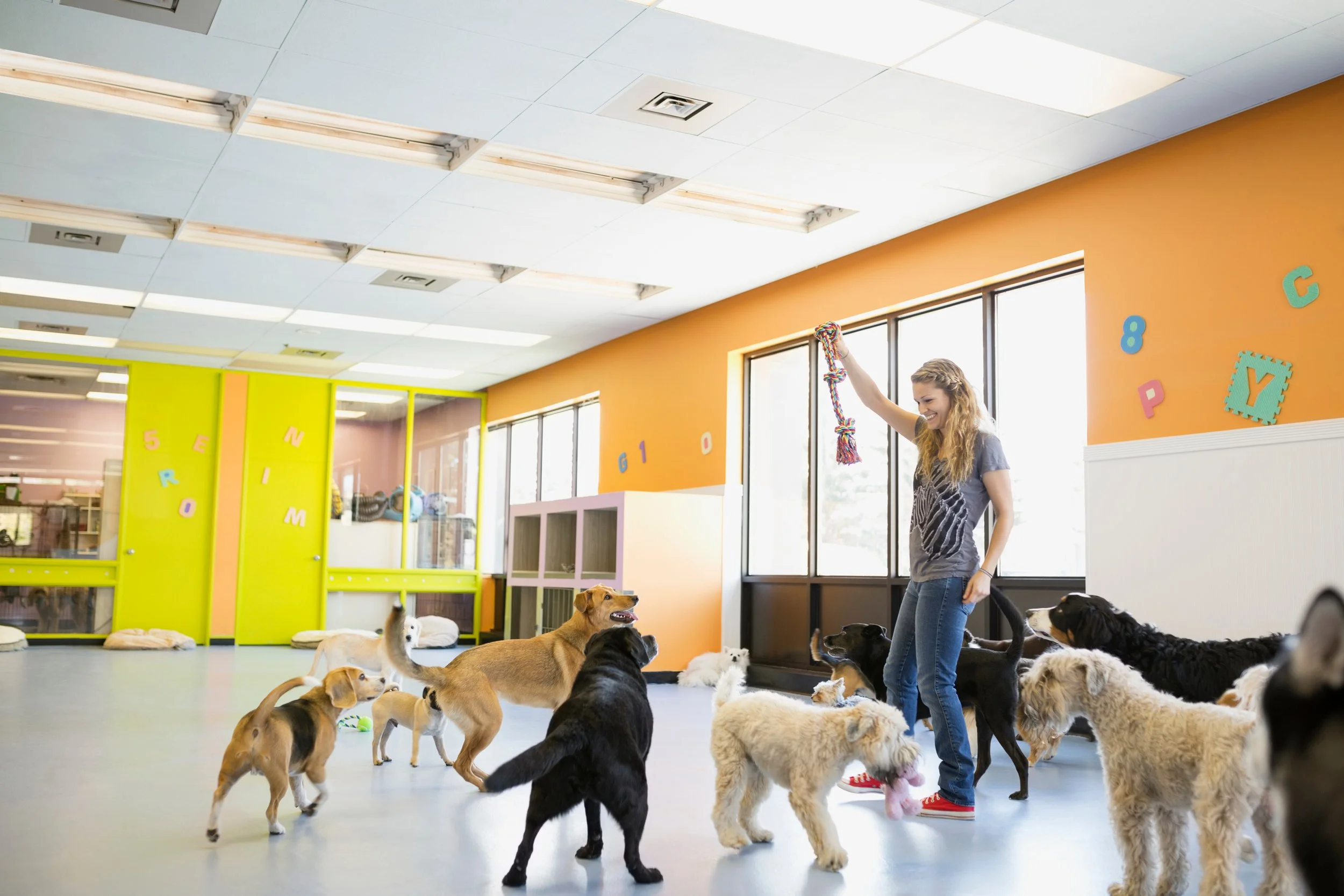 Dog daycare leptospirosis outbreak in Los Angeles reveals broader public health risks