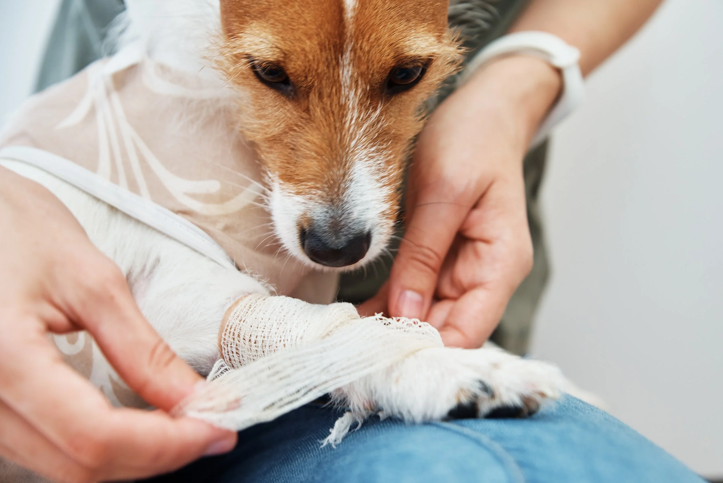 Zinc Oxide Nanoparticles: What a New Study Says About Canine Wound Healing