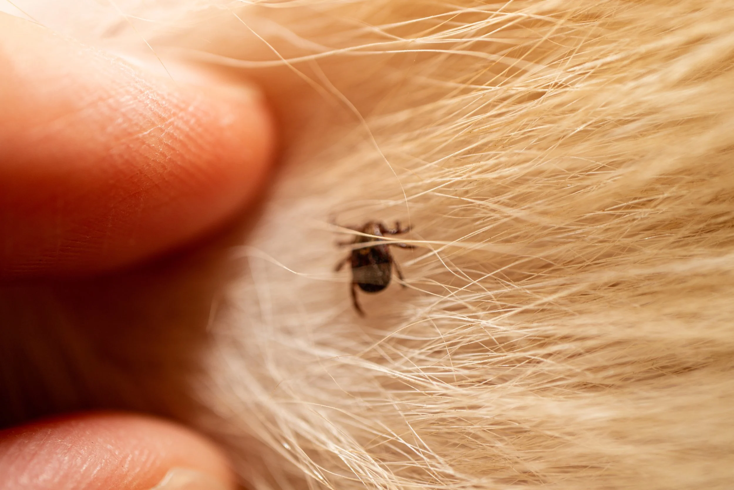 Stopping ticks in their tracks