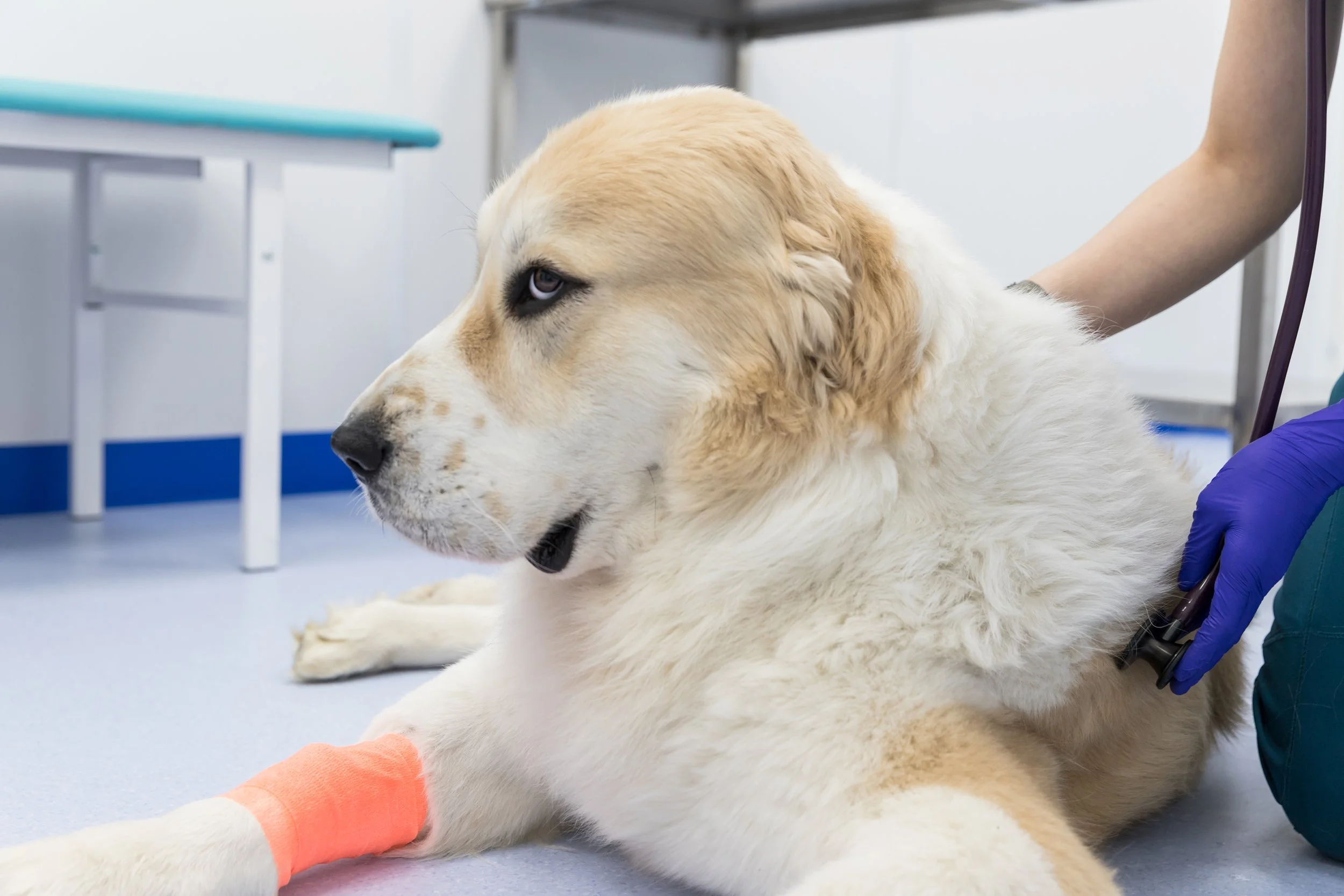 Living bandage accelerates healing across multiple wound types