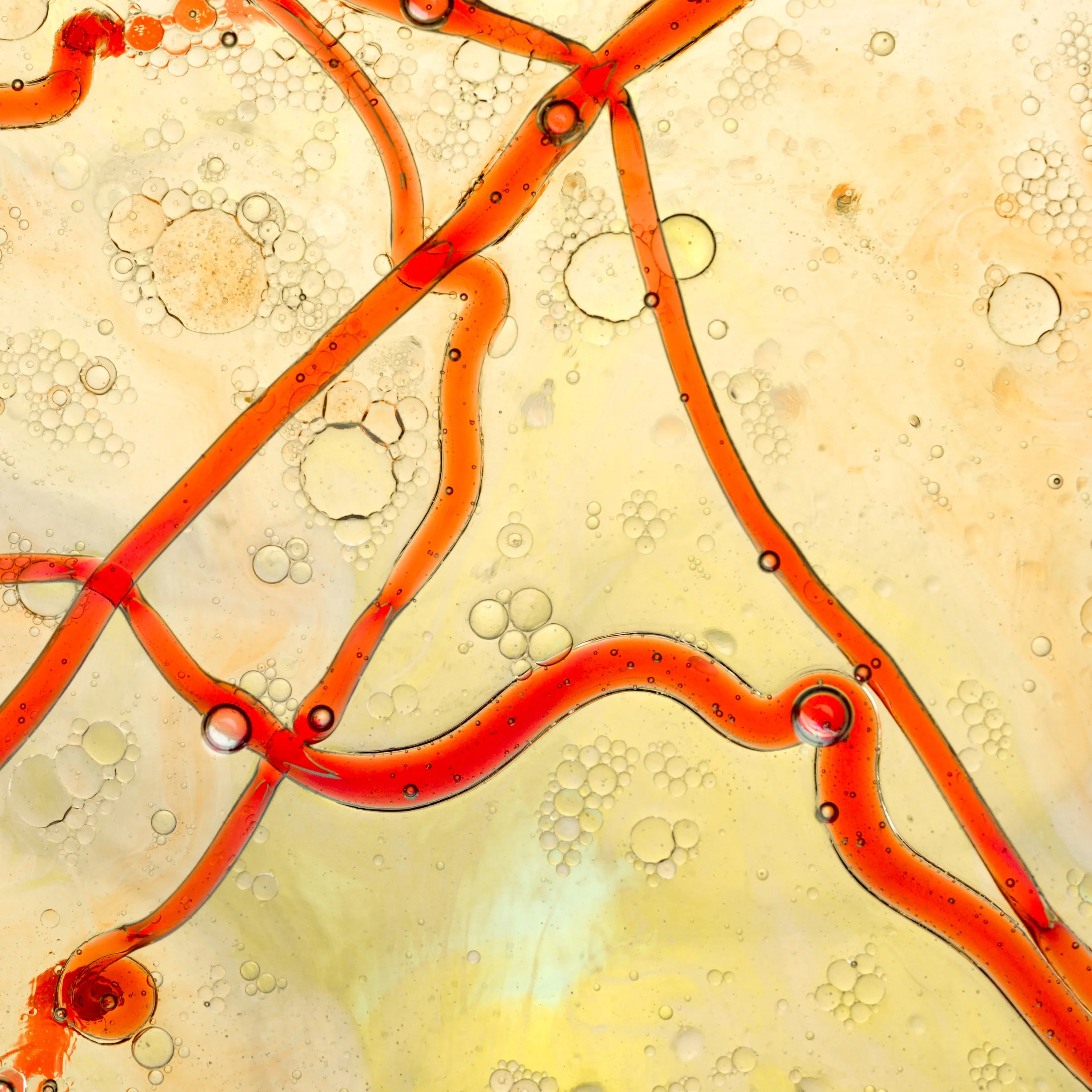 Ebola Is Back. Here's Why Veterinary Medicine Is Central to the Response.