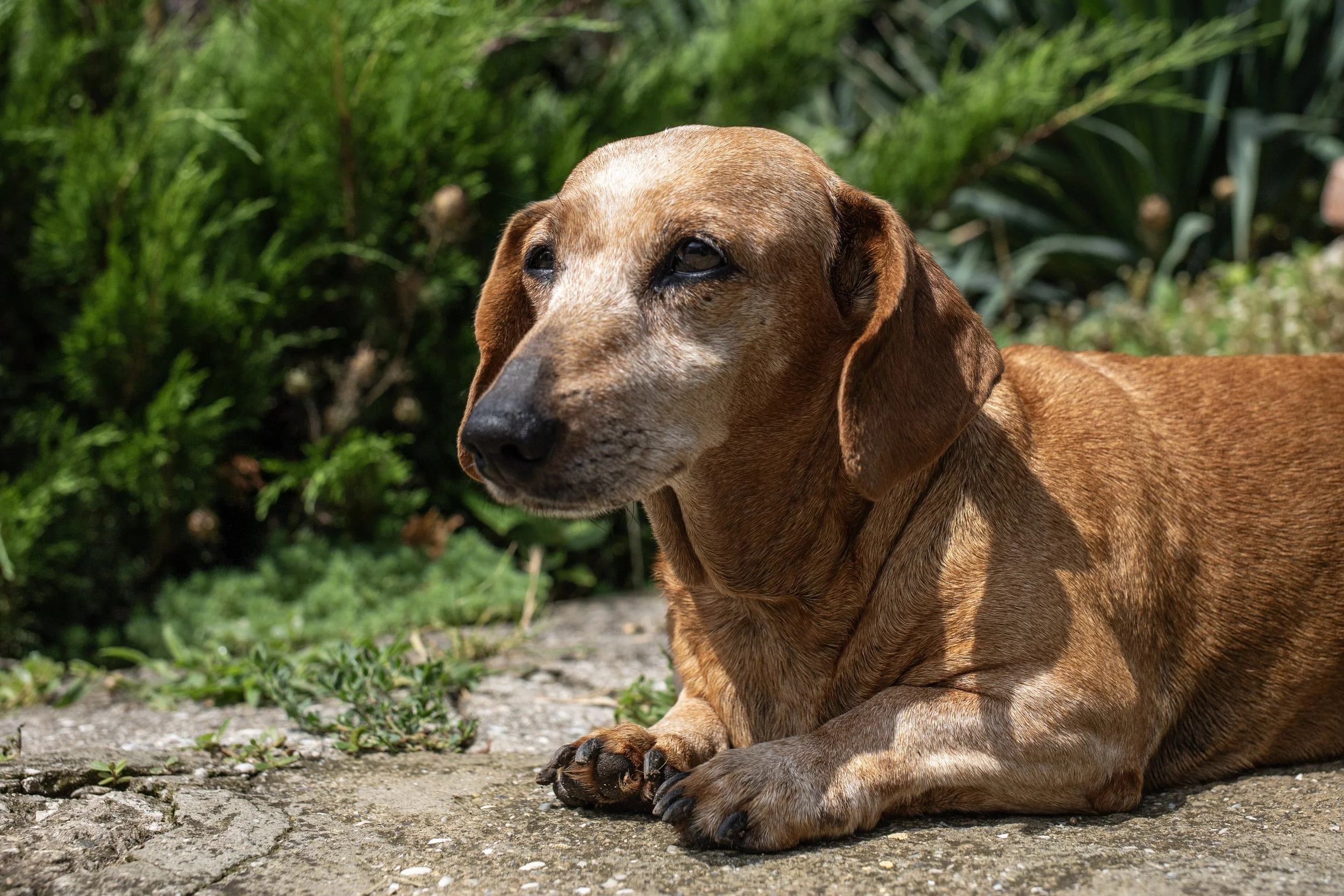 UK’s VMD Approves Zoetis’ Lenivia: A New Long-Acting Monoclonal Antibody for Canine Osteoarthritis Pain