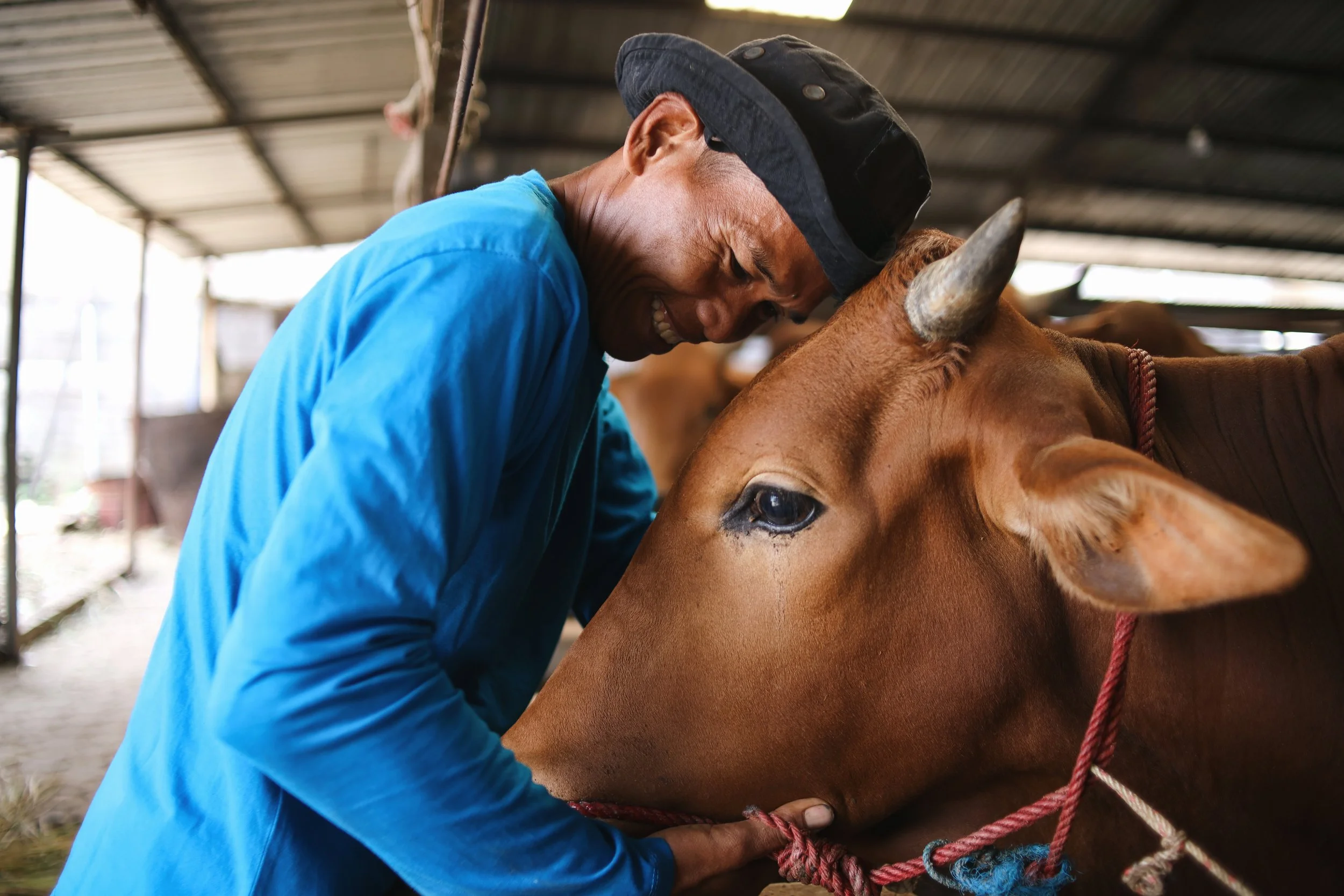 A New Broad-Spectrum H5N1 Vaccine Could Protect Livestock and the People Who Work With Them