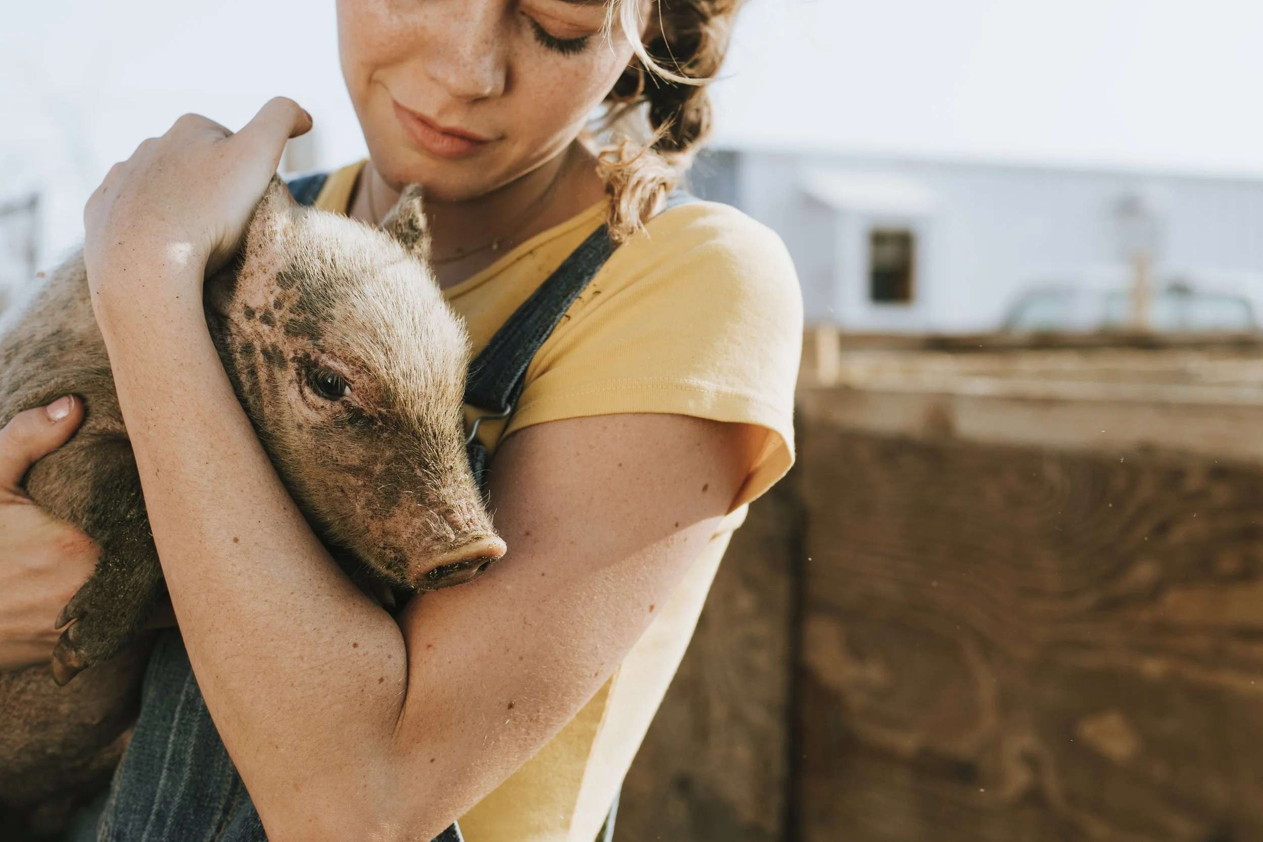 African Swine Fever Vaccine Research Just Got More Specific. Here's What the VAX4ASF Consortium Found.
