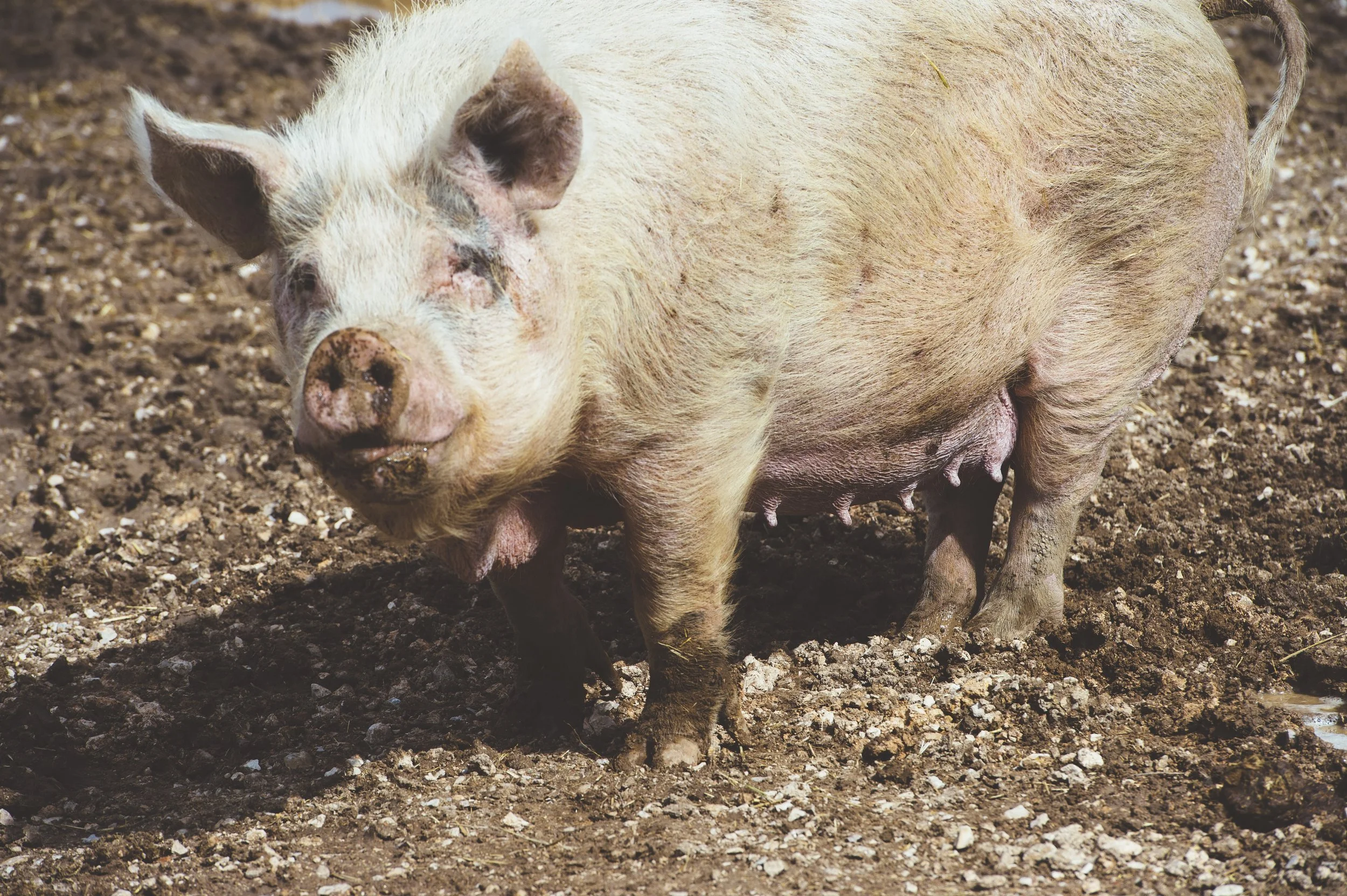 Intradermal Vaccination Is Now on U.S. Sow Farms. Here's What a Year of Field Data Looks Like.
