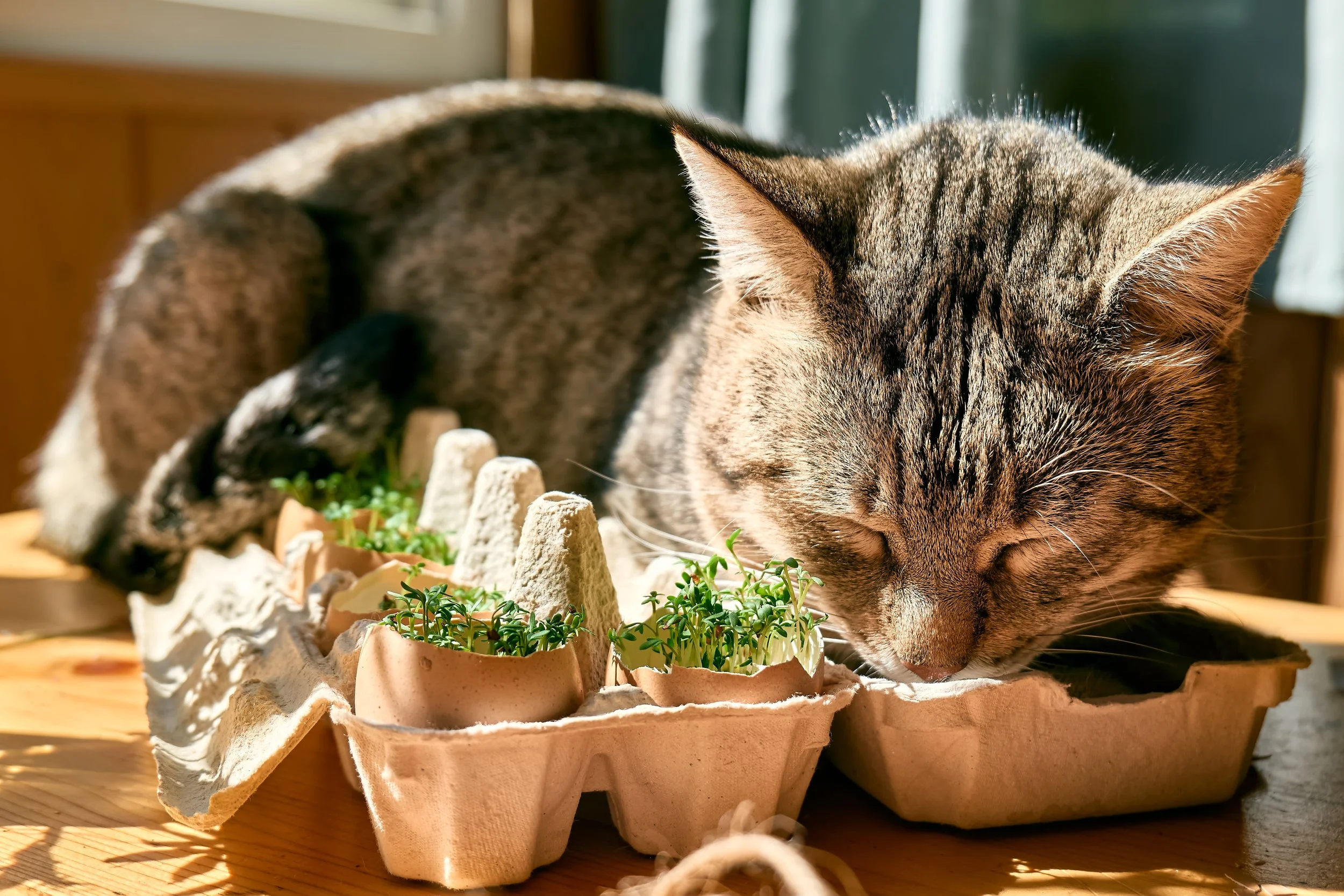 Why Does Catnip Make Cats High? The Answer Involves Mosquitoes.