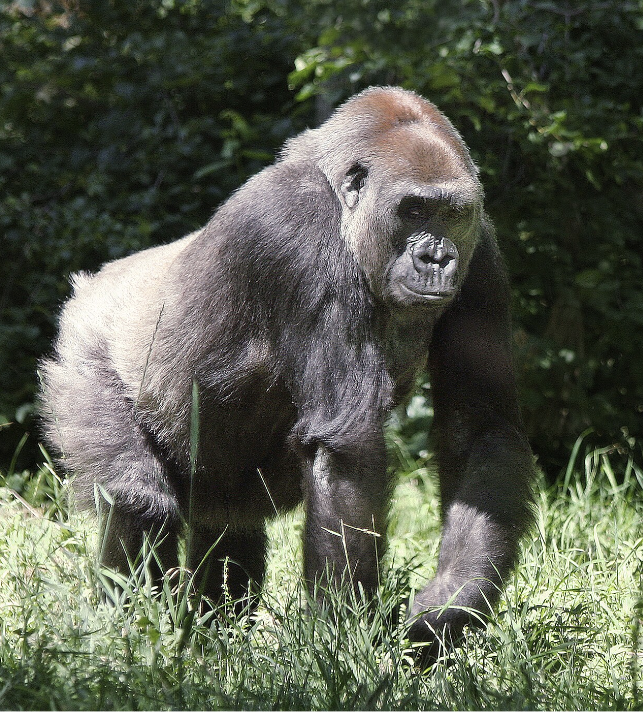 A Zoo Vet Team Just Performed One of the Rarest Surgeries in the World With A Little Help From Human MDs. Here's What Happened.