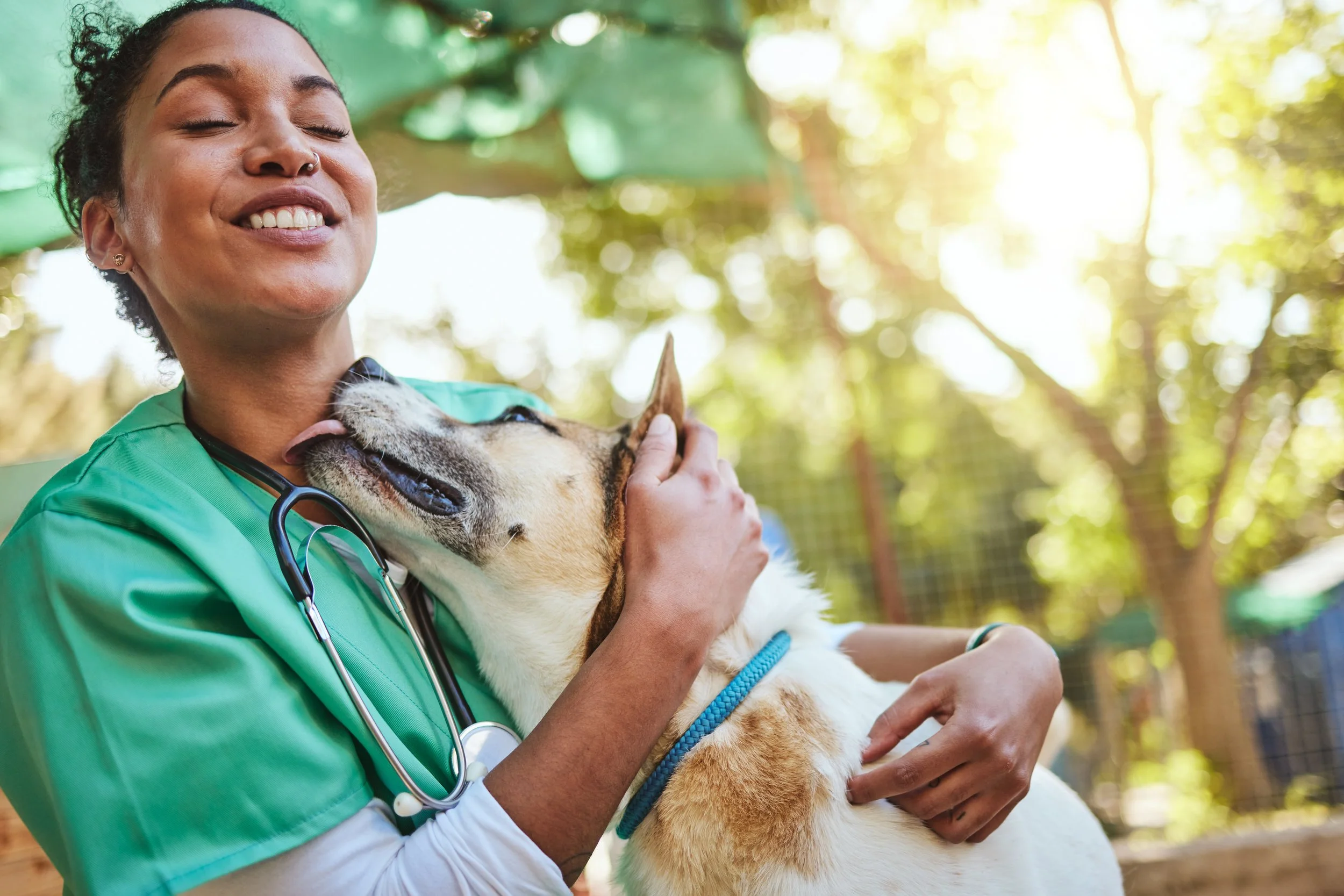 How to Get Great Veterinary Externships — And Where to Find the Best Ones