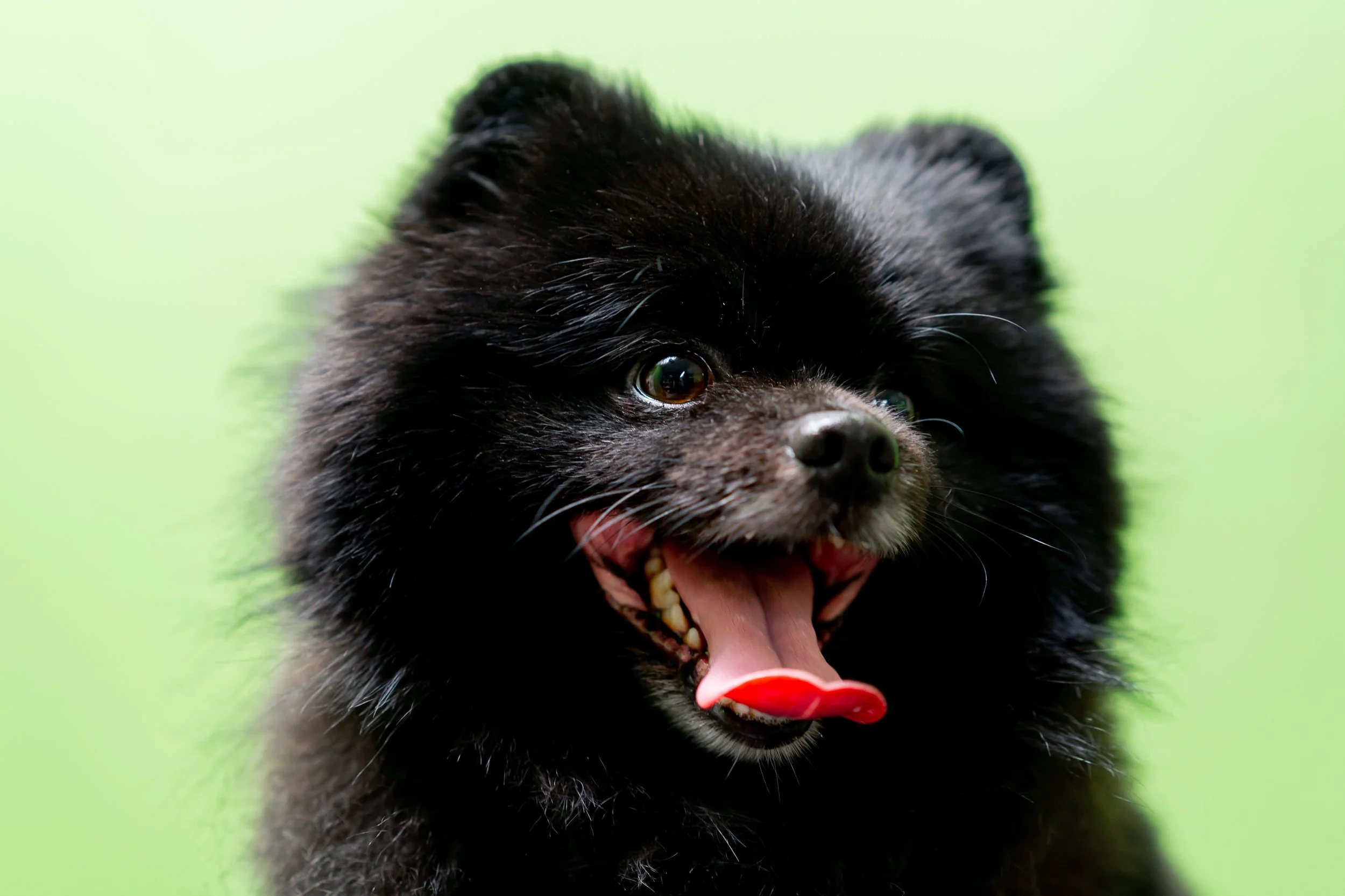 Pomeranian major skin problems. | Vet Candy Rounds