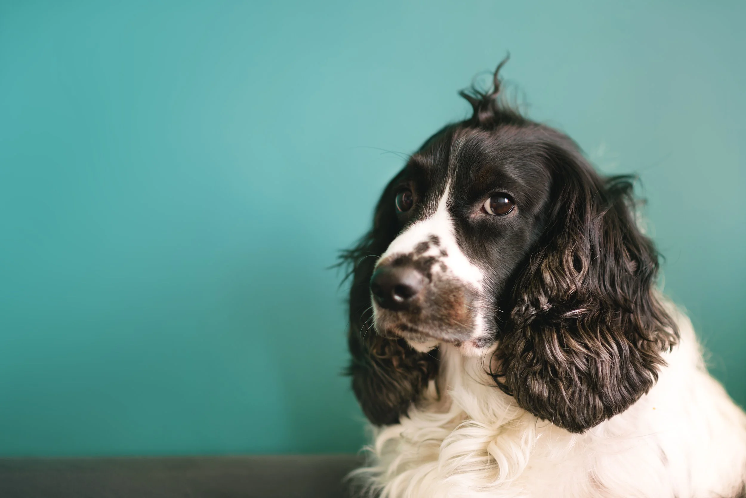  Hyperglycemia: When High Blood Sugar Isn't Just Diabetes | Vet Candy Rounds