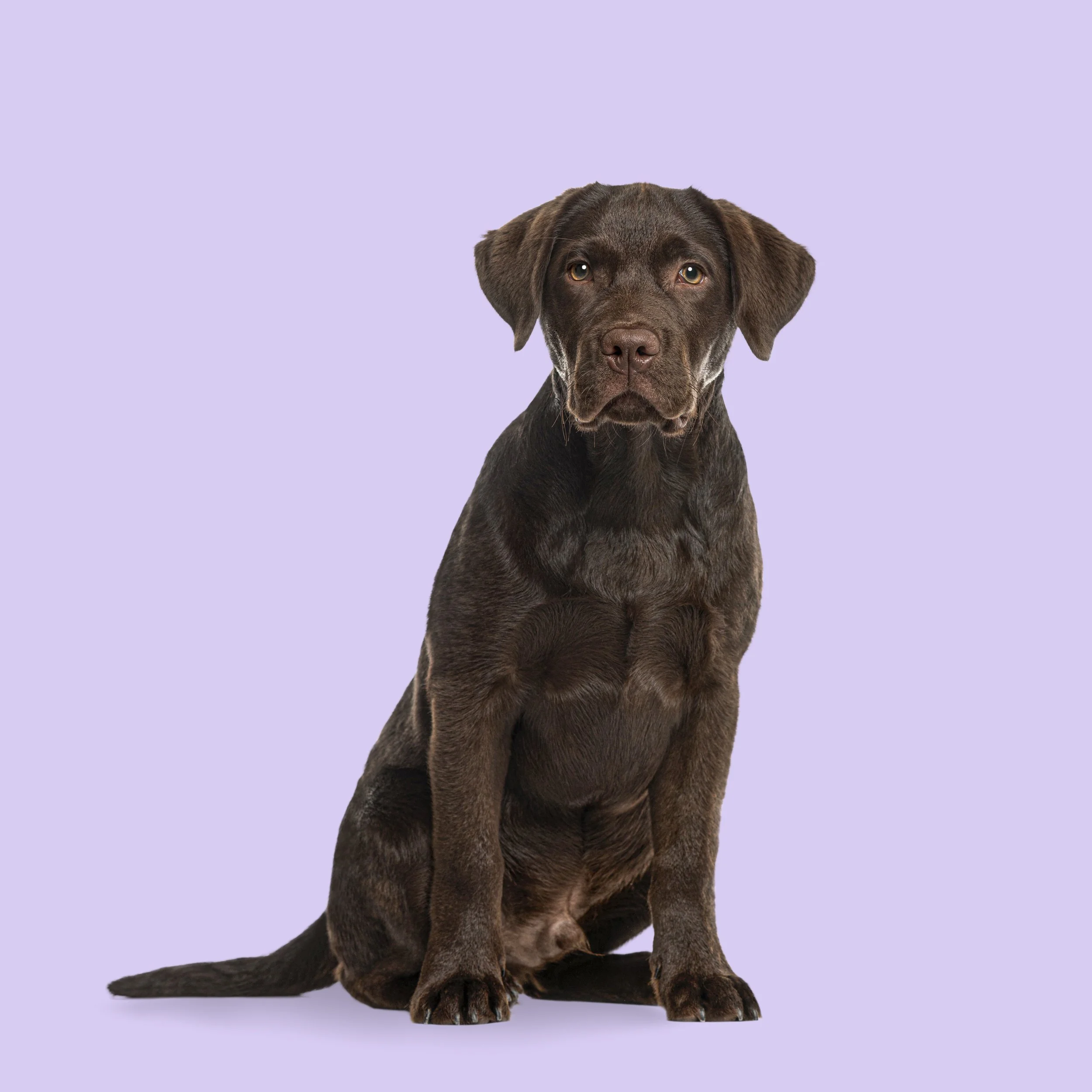 Why is this dog limping? A real veterinary mystery case| Vet Candy Rounds