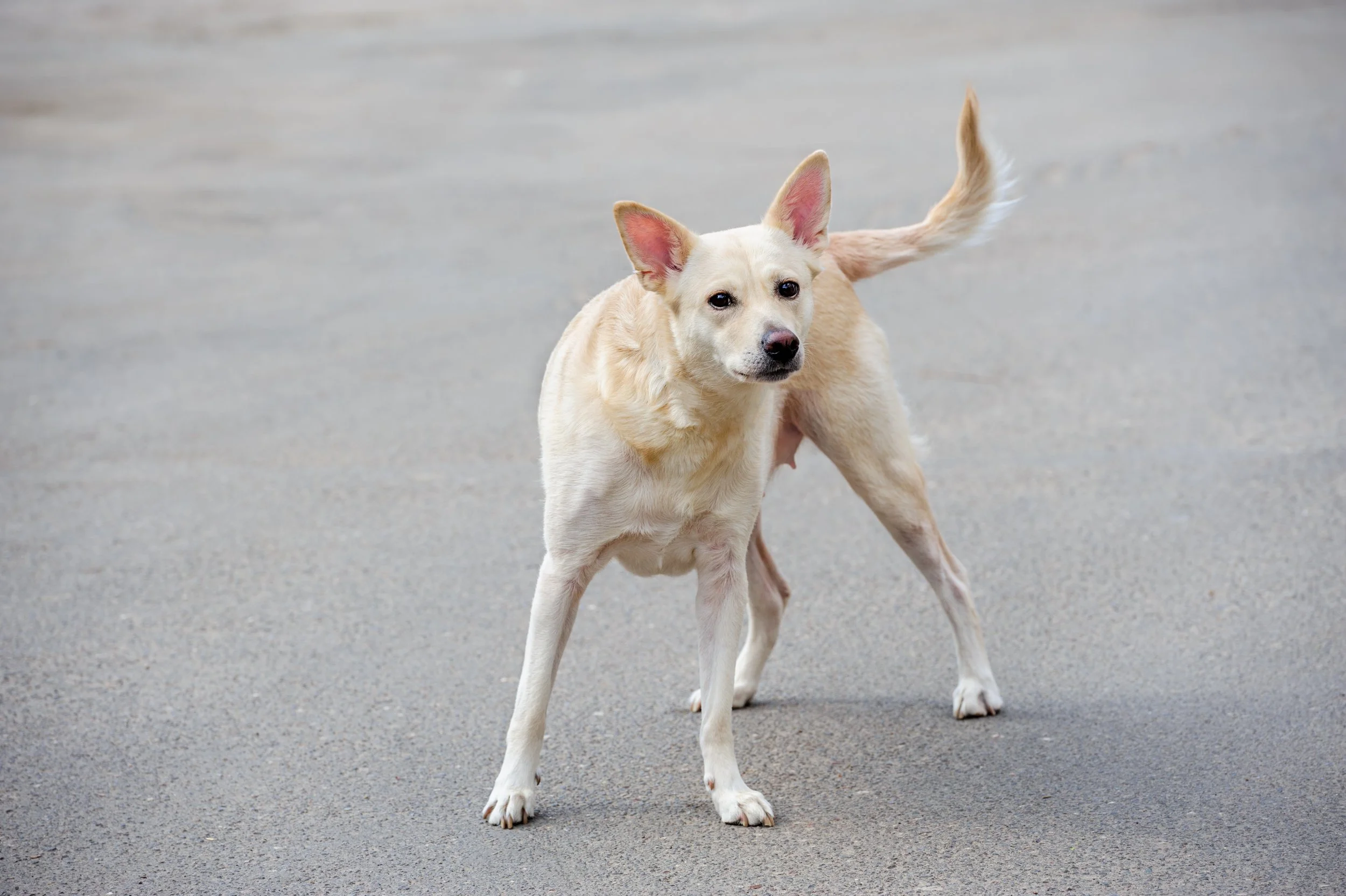 The First New World Screwworm Case in a Dog Has Been Confirmed. Here's Why Veterinarians Are Paying Attention.