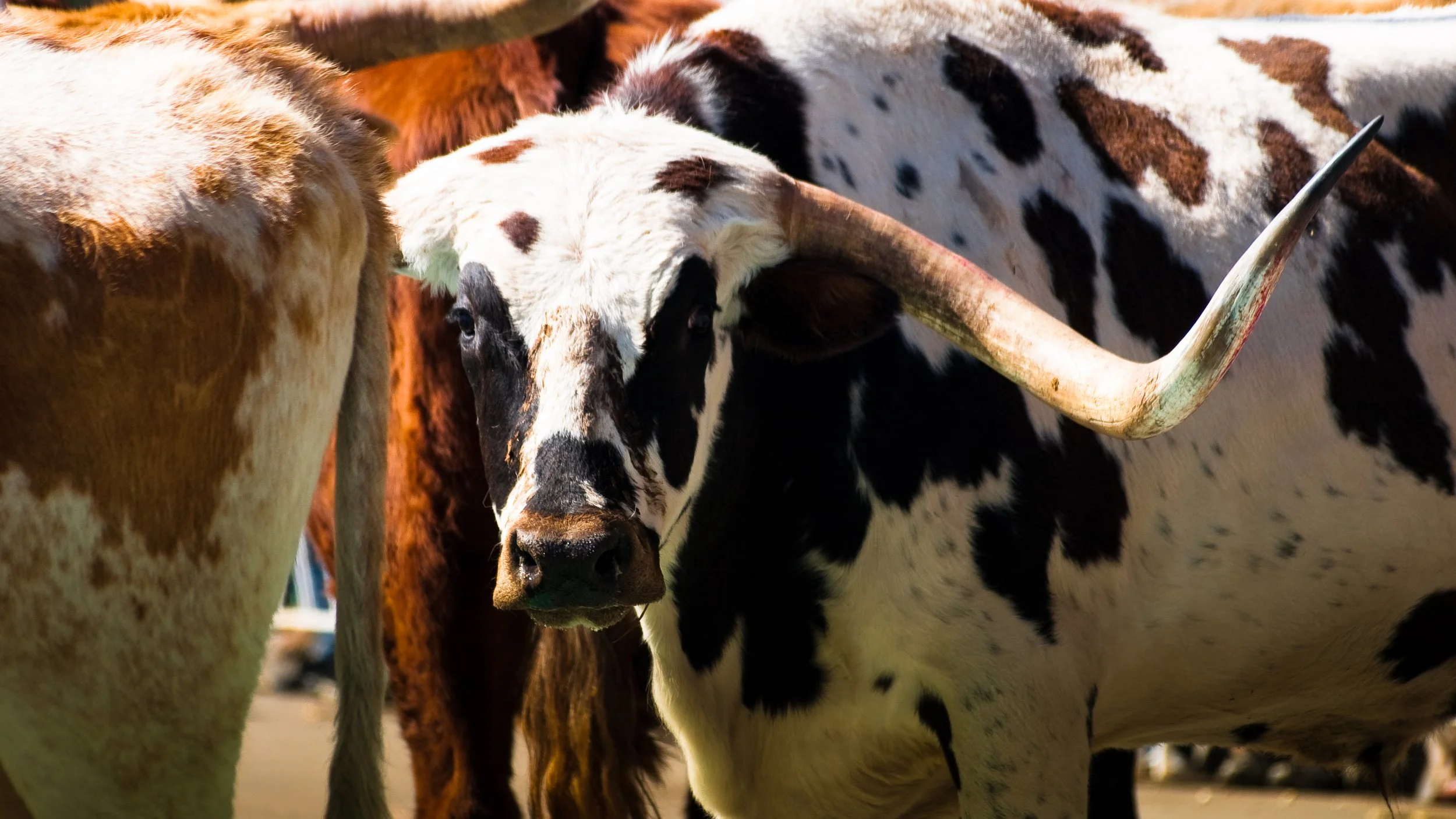 Why Every Veterinary Professional Should Be Paying Attention to the New World Screwworm's Return