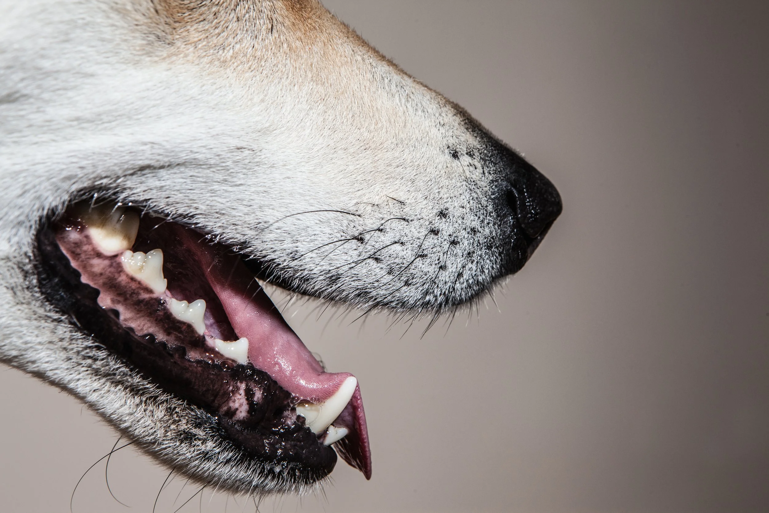 A Tiny Scope Could Change How Veterinarians Diagnose Jaw Disorders in Dogs
