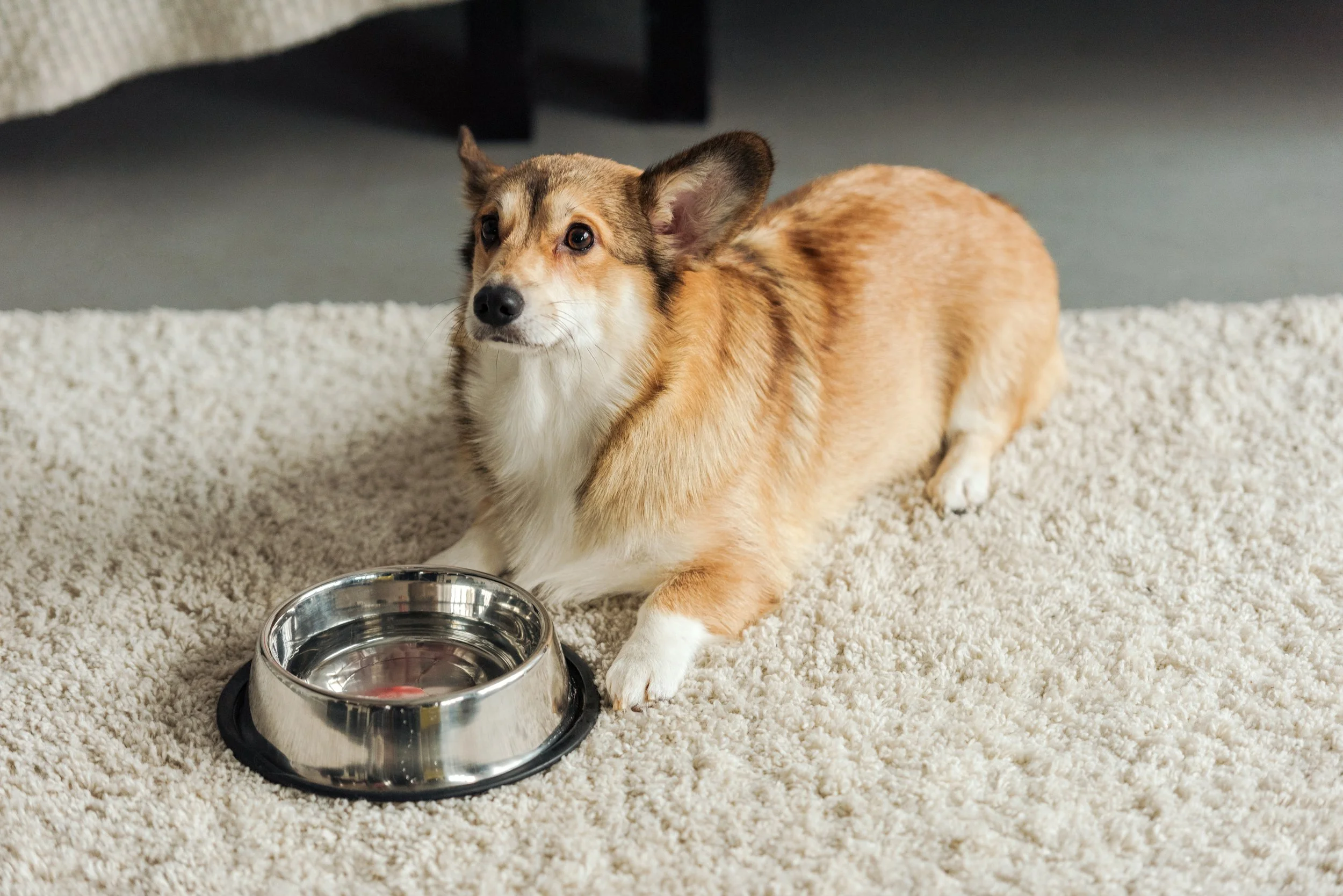 Hill's Pet Nutrition Introduces New Therapeutic Diets for Pets with Kidney Disease and Sensitivities